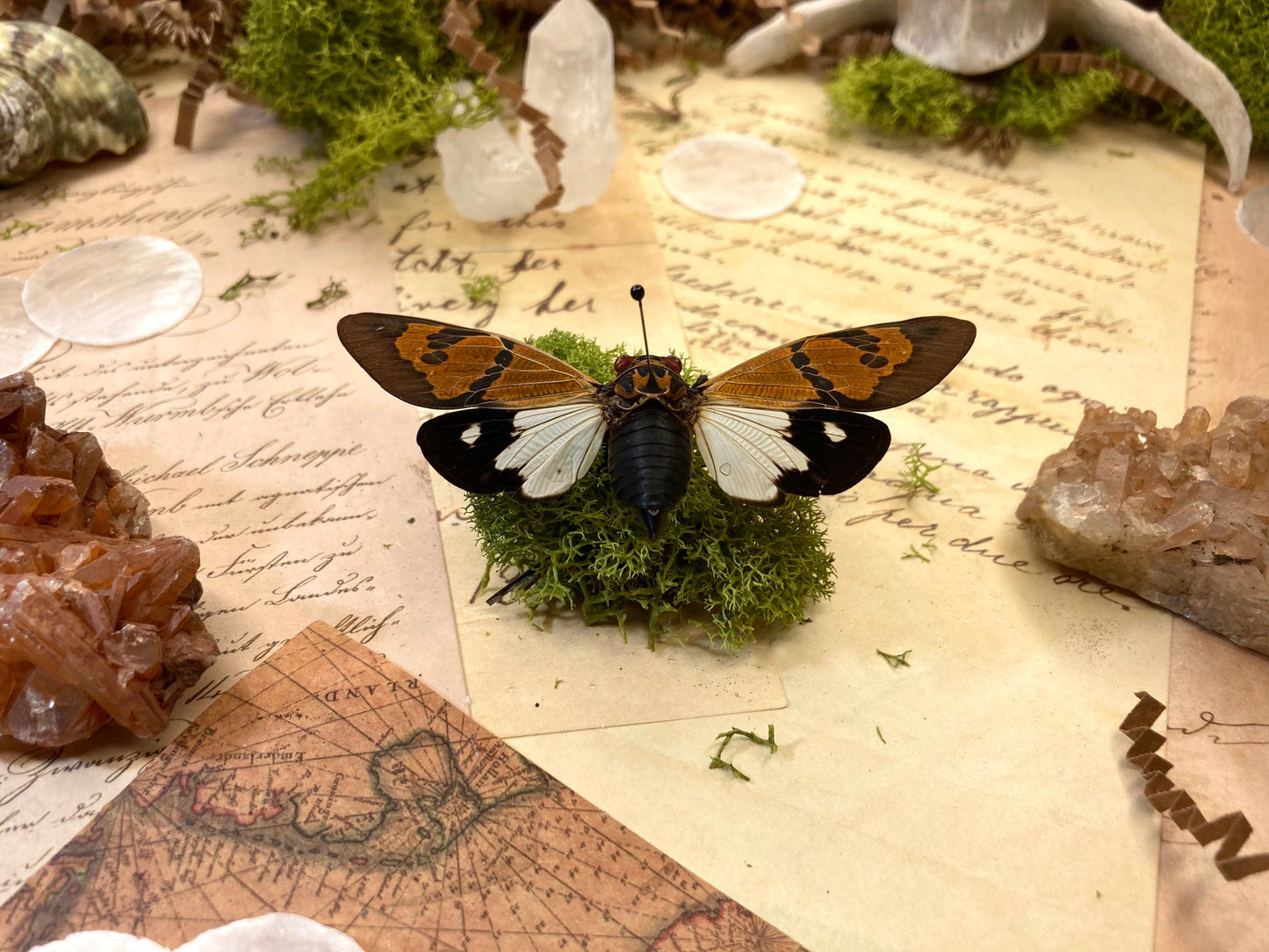 Glanea Festiva Orange Cicada - Malaysia - Entomology - Specimen - Cicada