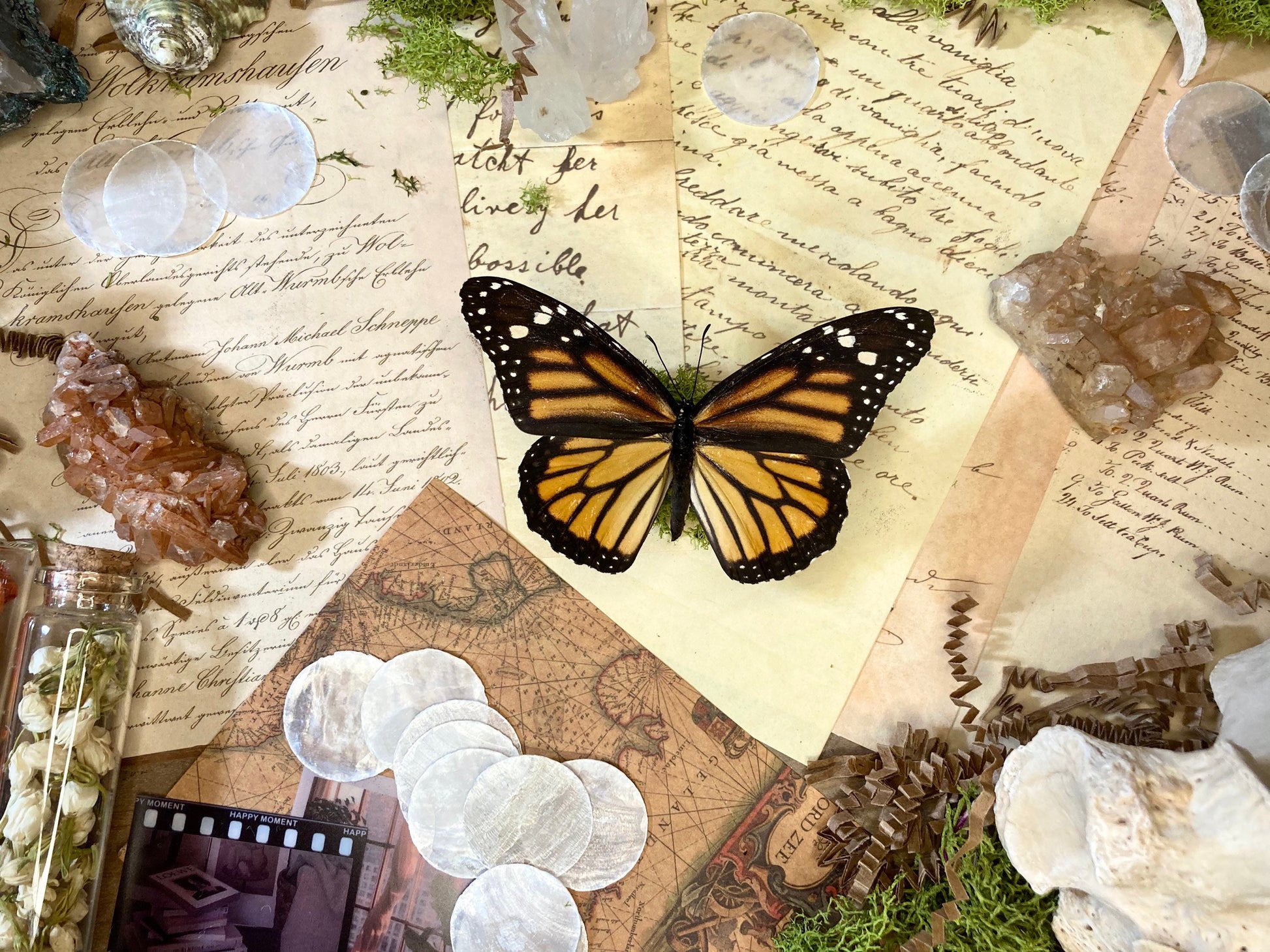 North American Monarch Danaus Plexippus Recto- ONE Real Butterfly - Entomology - Lepidoptera - Real Monarch Butterfly - Monarch Butterfly
