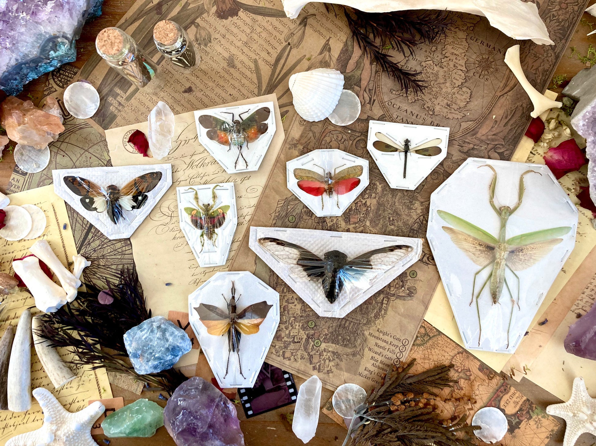 5 Mystery Insects - Entomology - Oddities - Specimen