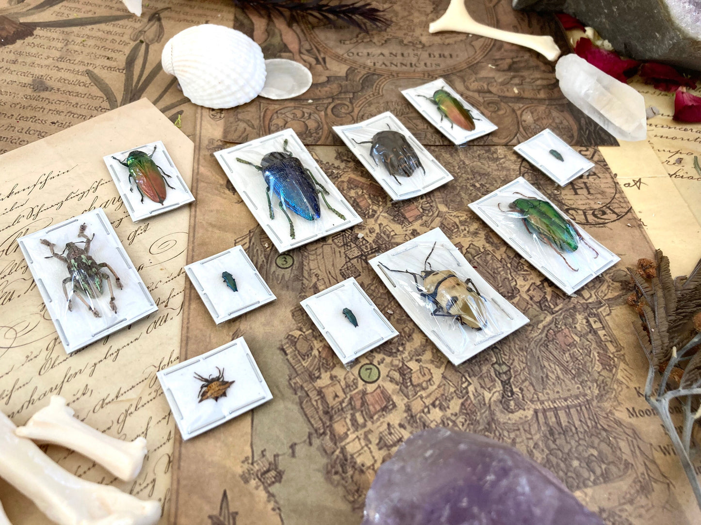 5 Mystery Insects - Entomology - Oddities - Specimen