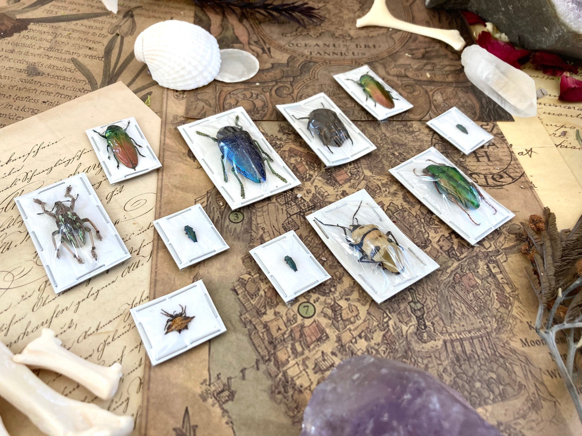 5 Mystery Insects - Entomology - Oddities - Specimen