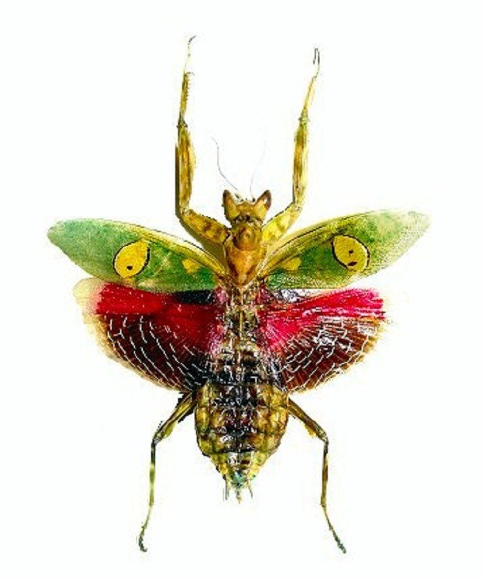 Jeweled Flower Mantis - Creobroter Gemmatus - Real Preying Mantis - Entomology - Taxidermy