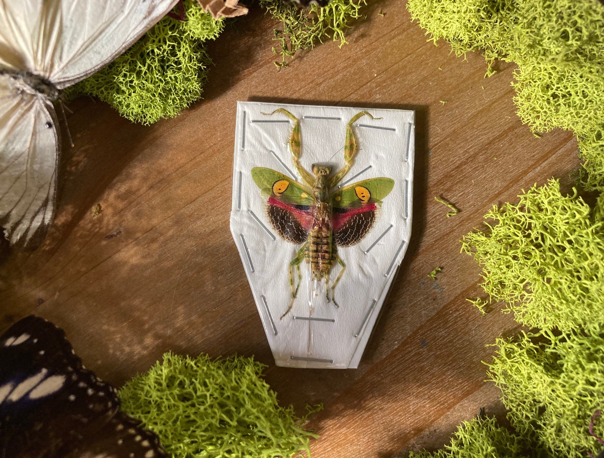 Jeweled Flower Mantis - Creobroter Gemmatus - Real Preying Mantis - Entomology - Taxidermy