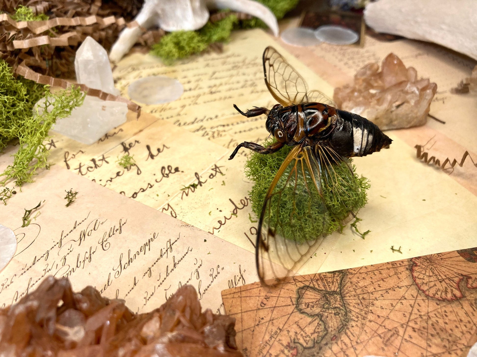 Cryptotympana Acuta - Black Clearwing Cicada - Java Indonesia - Entomology - Specimen