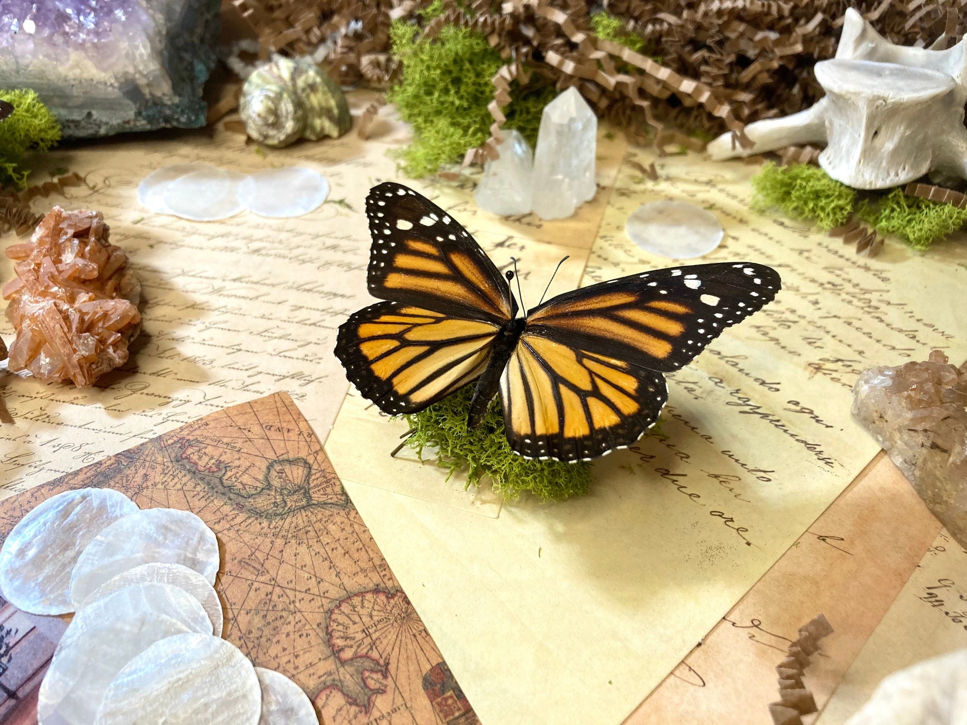 North American Monarch Danaus Plexippus Recto- ONE Real Butterfly - Entomology - Lepidoptera - Real Monarch Butterfly - Monarch Butterfly