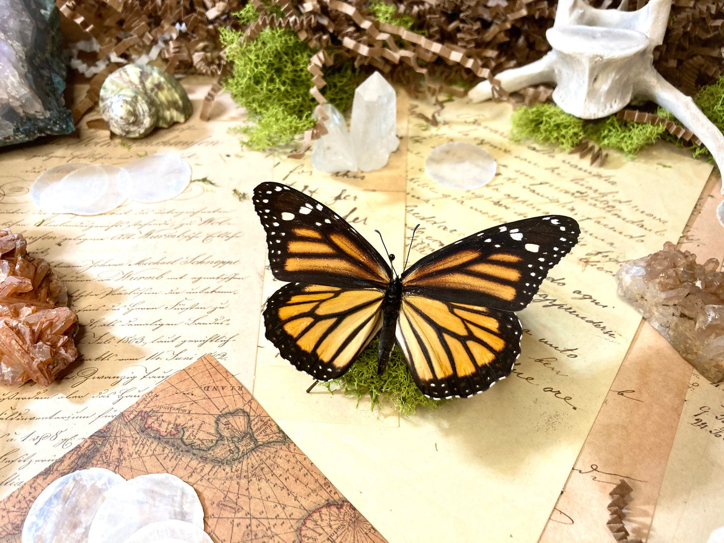 North American Monarch Danaus Plexippus Recto- ONE Real Butterfly - Entomology - Lepidoptera - Real Monarch Butterfly - Monarch Butterfly