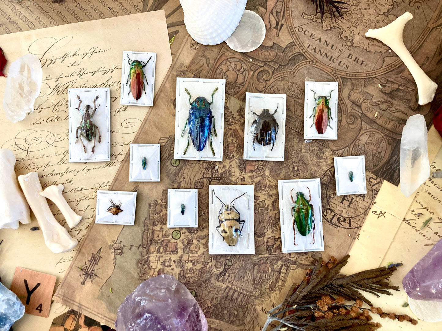 5 Mystery Insects - Entomology - Oddities - Specimen