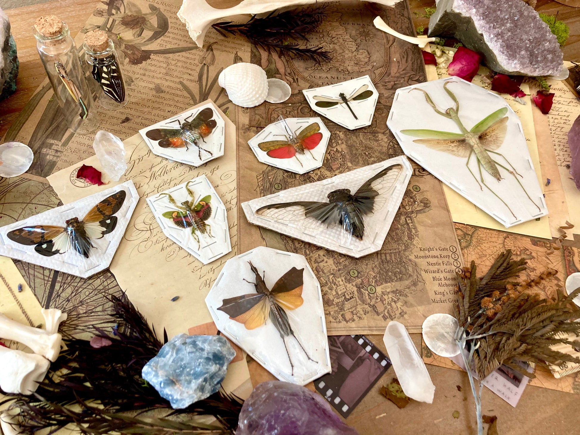 5 Mystery Insects - Entomology - Oddities - Specimen
