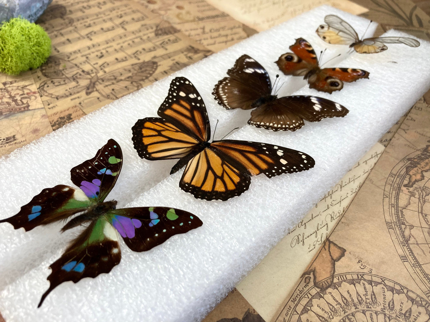 Butterfly Mounting - Spreading Board - Insect Pinning Board - Entomology - Pin Your Own Insects