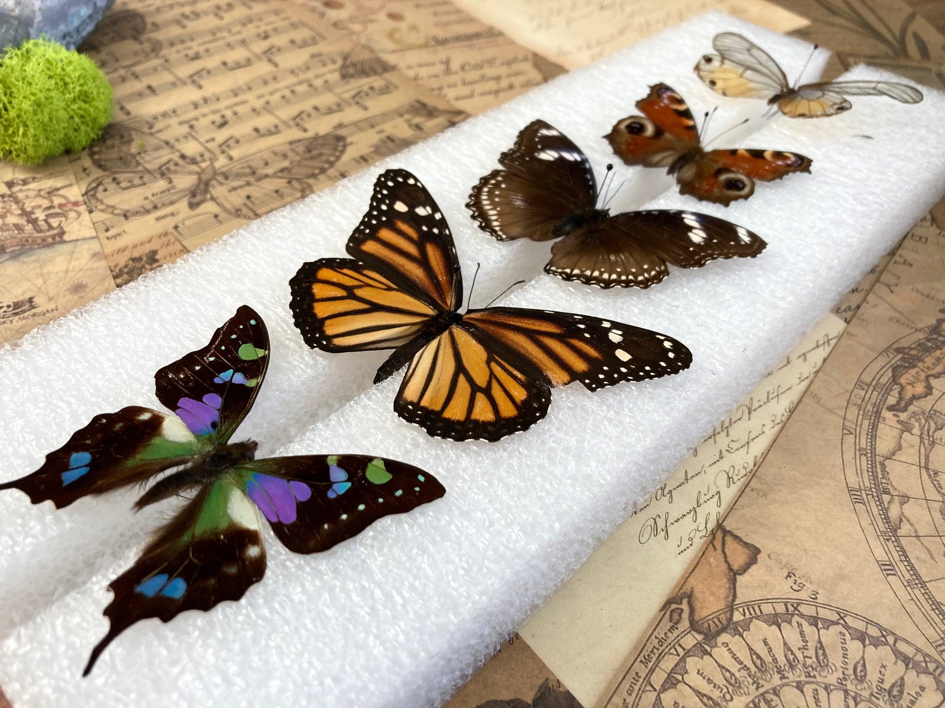 Butterfly Mounting - Spreading Board - Insect Pinning Board - Entomology - Pin Your Own Insects