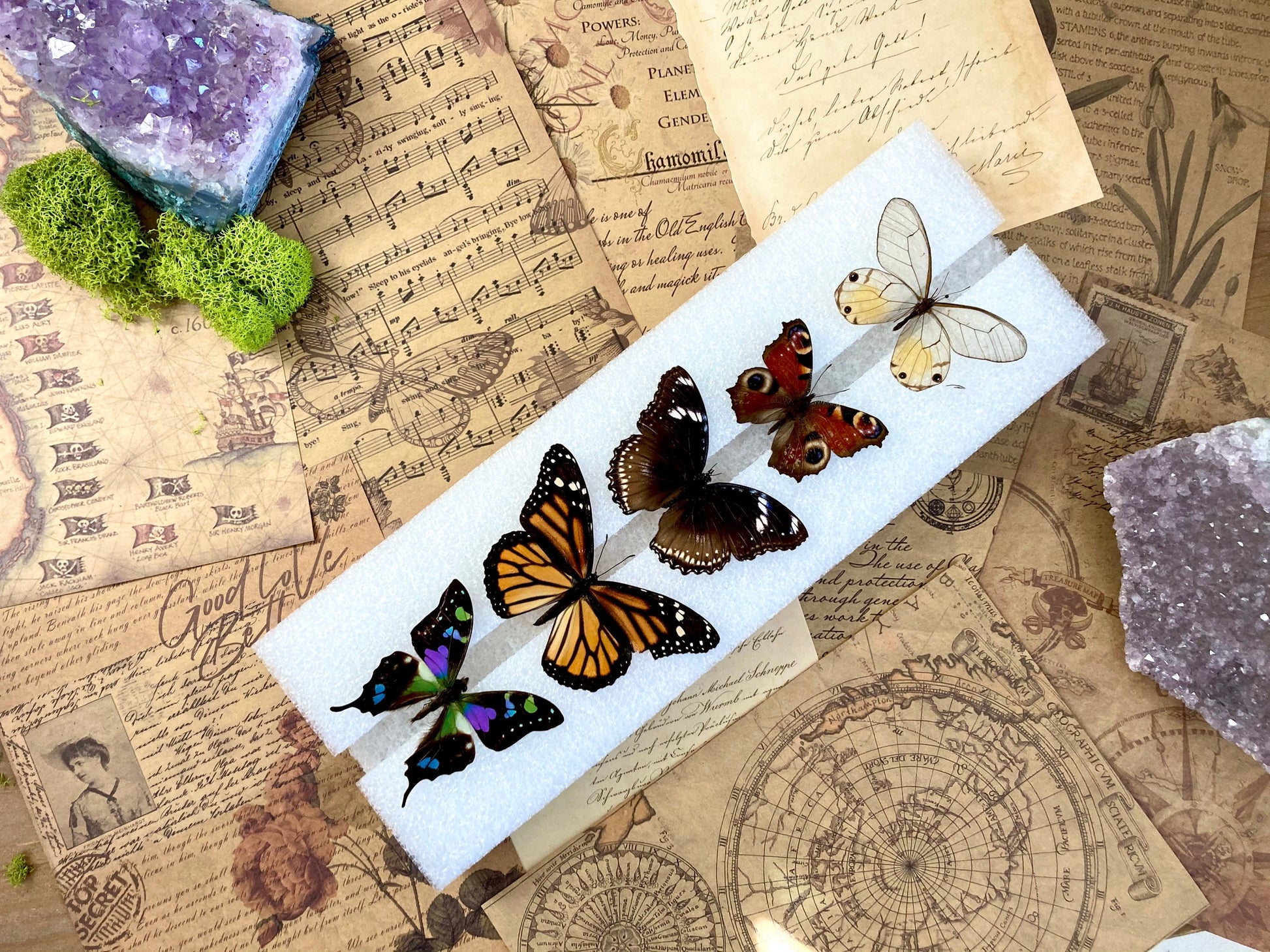 Butterfly Mounting - Spreading Board - Insect Pinning Board - Entomology - Pin Your Own Insects
