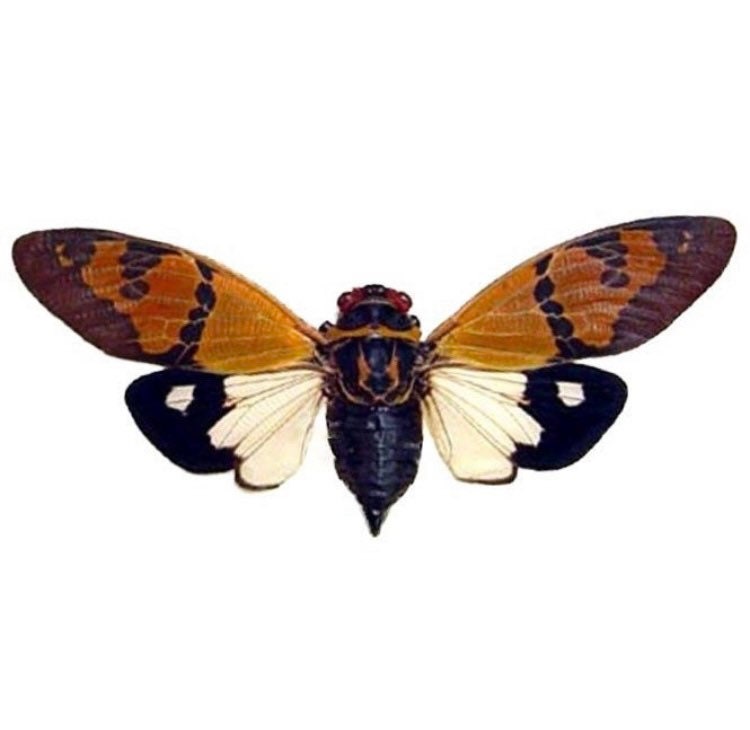Glanea Festiva Orange Cicada - Malaysia - Entomology - Specimen - Cicada