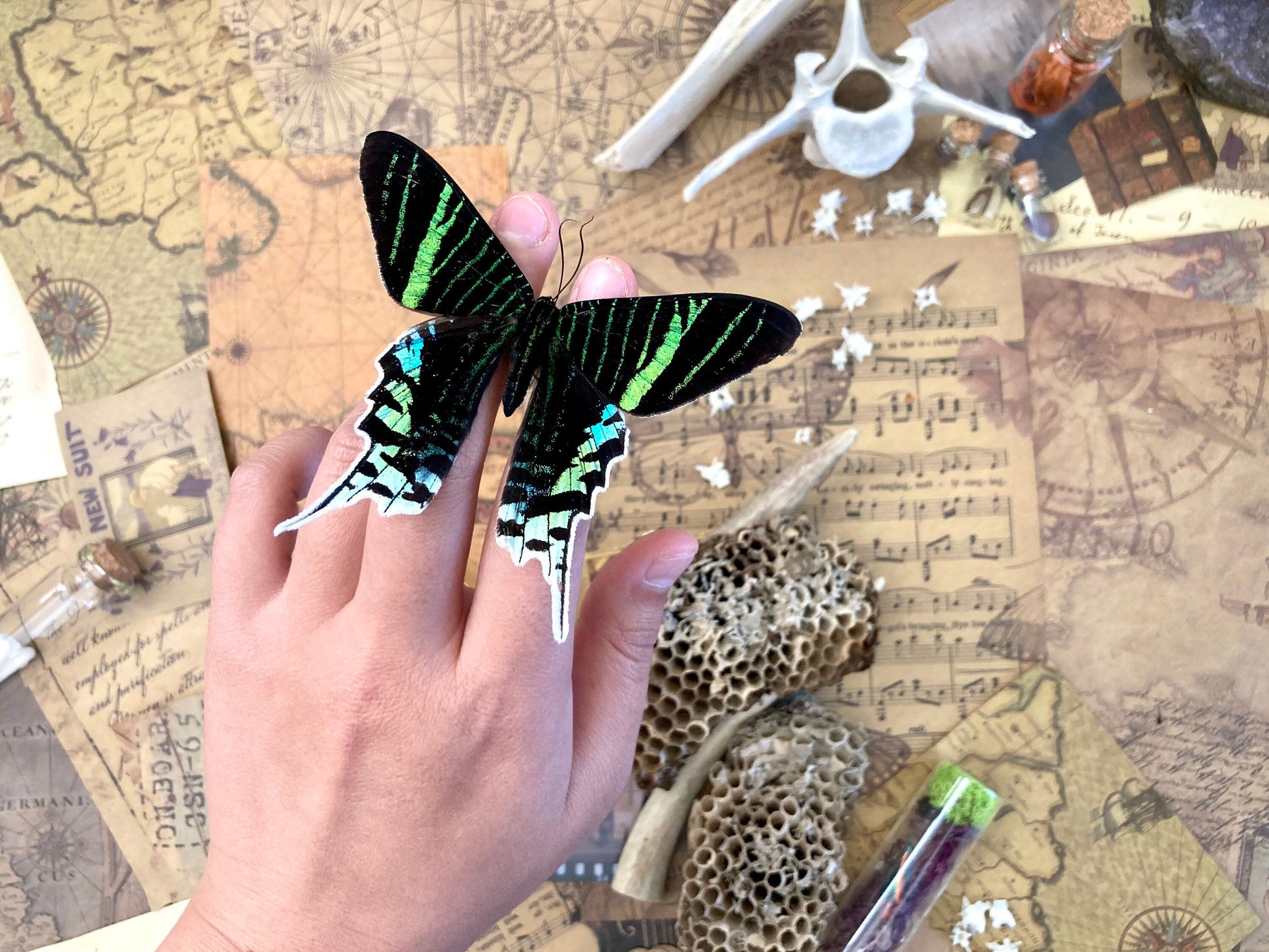 The Green-banded Urania Moth | Urania leilus | Dry-preserved specimens