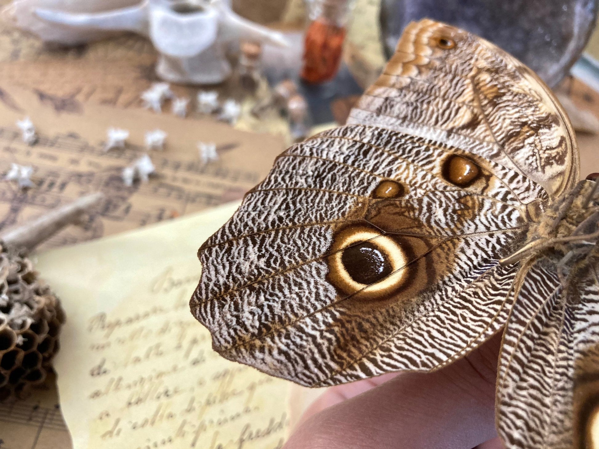 Caligo eurilochus, Giant OWL butterflies, Dry-preserved specimens, Entomology, Lepidoptera
