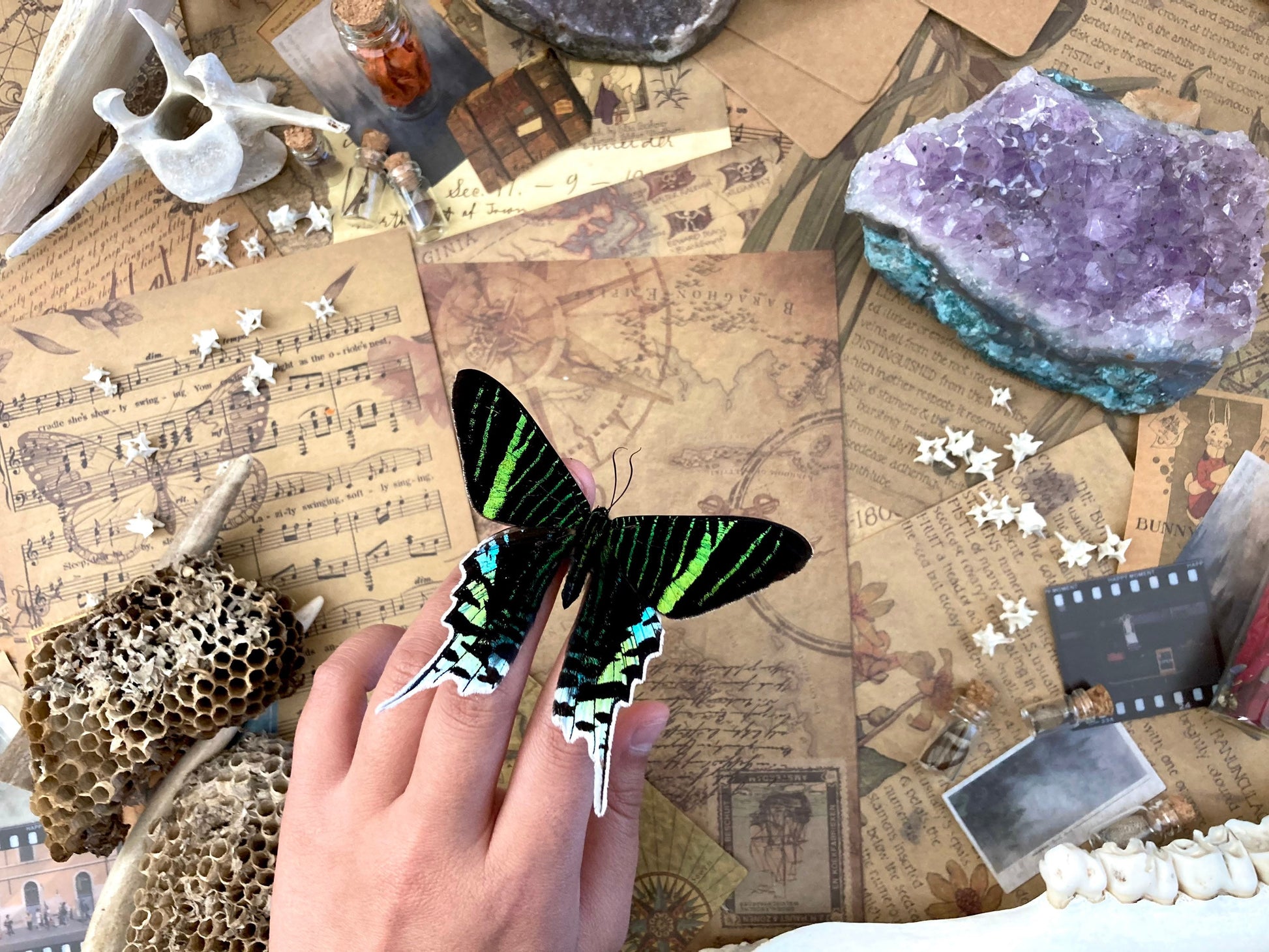 The Green-banded Urania Moth | Urania leilus | Dry-preserved specimens