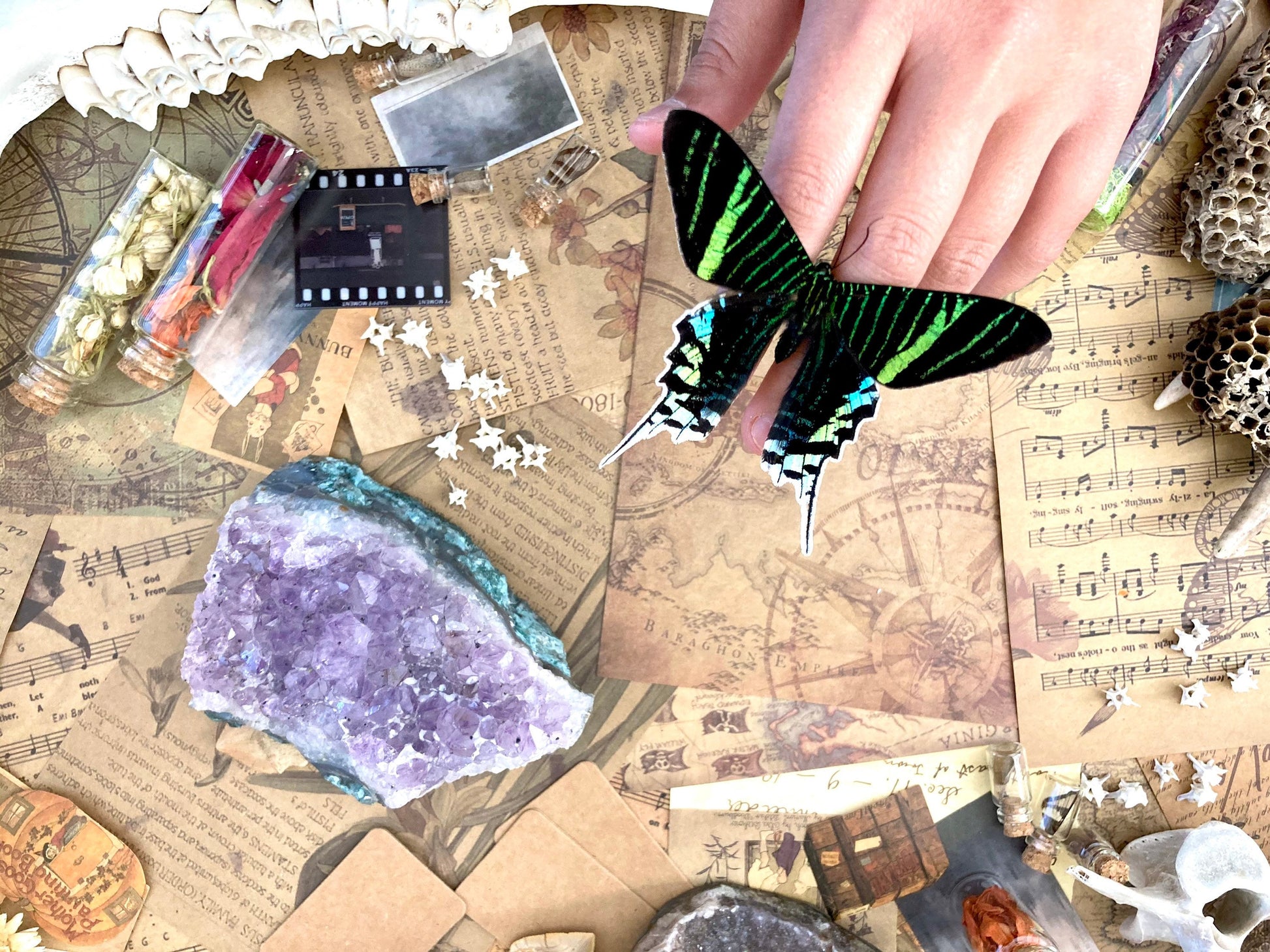 The Green-banded Urania Moth | Urania leilus | Dry-preserved specimens
