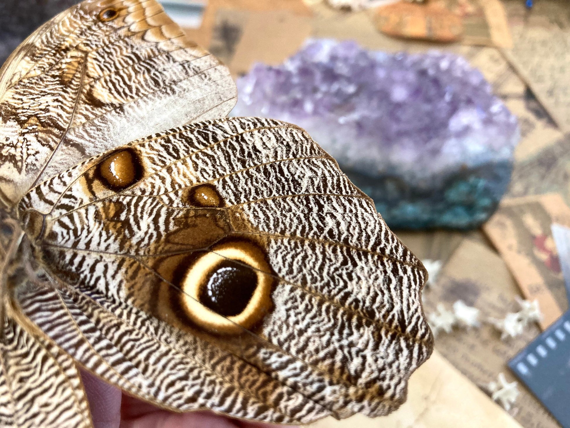 Caligo eurilochus, Giant OWL butterflies, Dry-preserved specimens, Entomology, Lepidoptera