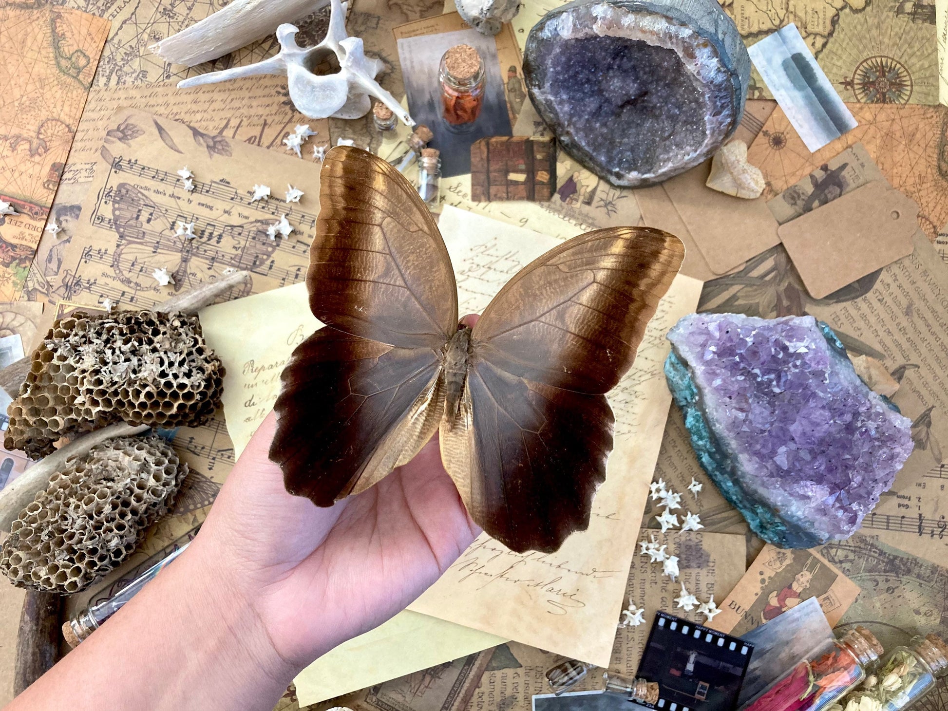 Caligo eurilochus, Giant OWL butterflies, Dry-preserved specimens, Entomology, Lepidoptera