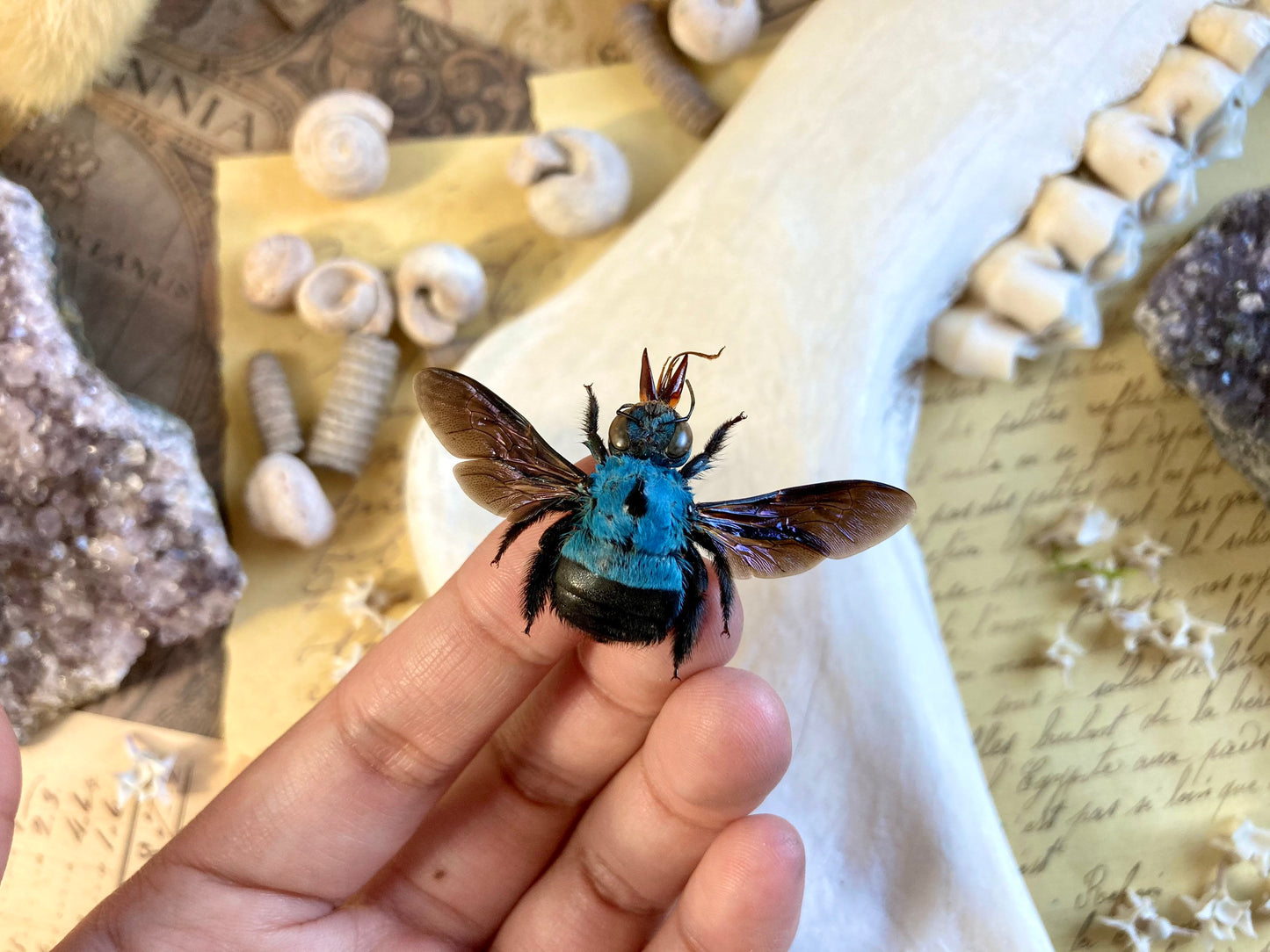 Xylocopa caerulea, Blue Carpenter Bee, Entomology, Insects, Arthopoda