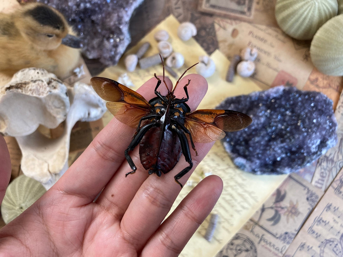 Spread Oncomeris Flavicornis, Oncomeris flavicornis Red Heart Beetle, True bug, Entomology,
