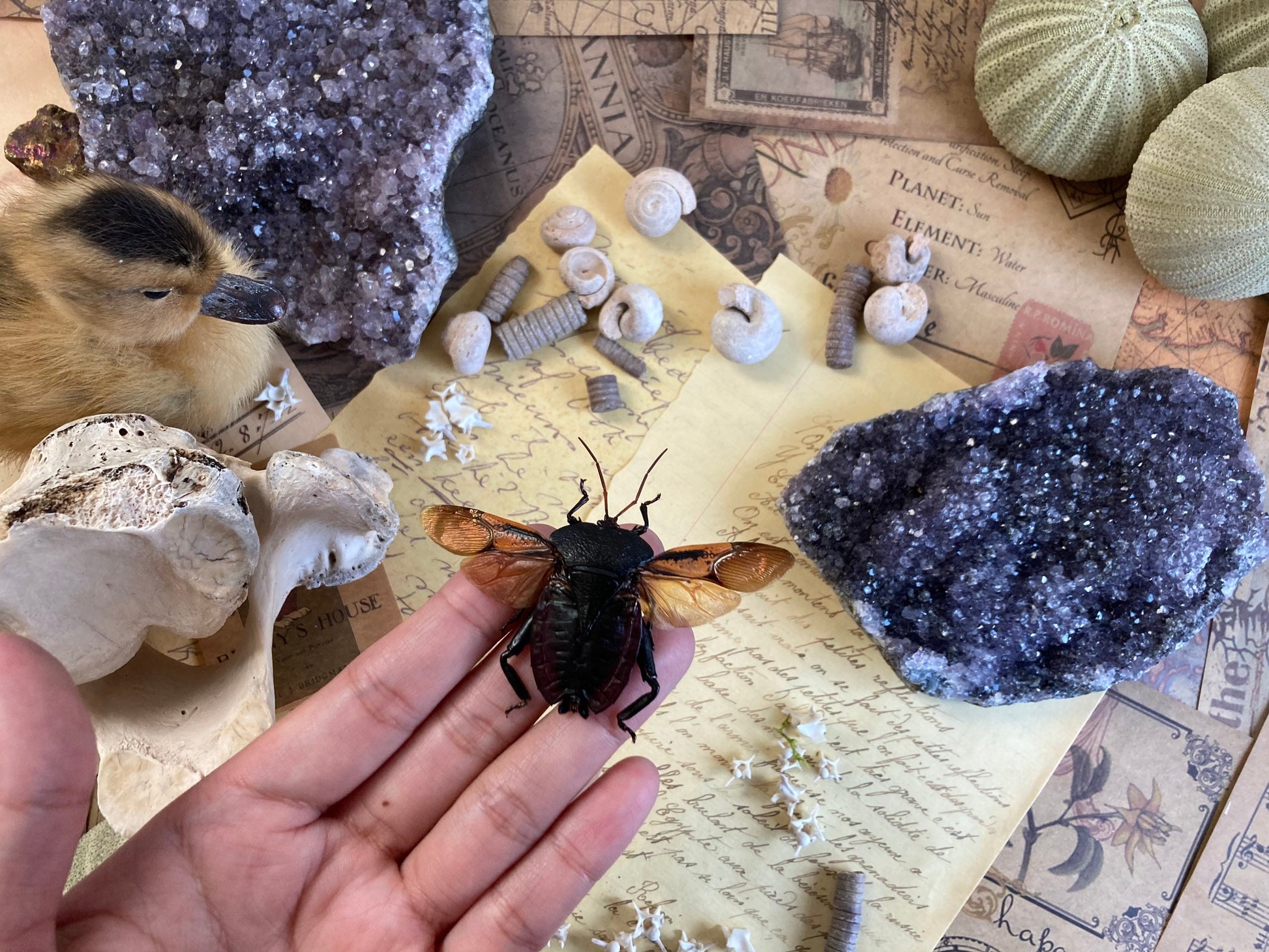 Spread Oncomeris Flavicornis, Oncomeris flavicornis Red Heart Beetle, True bug, Entomology,