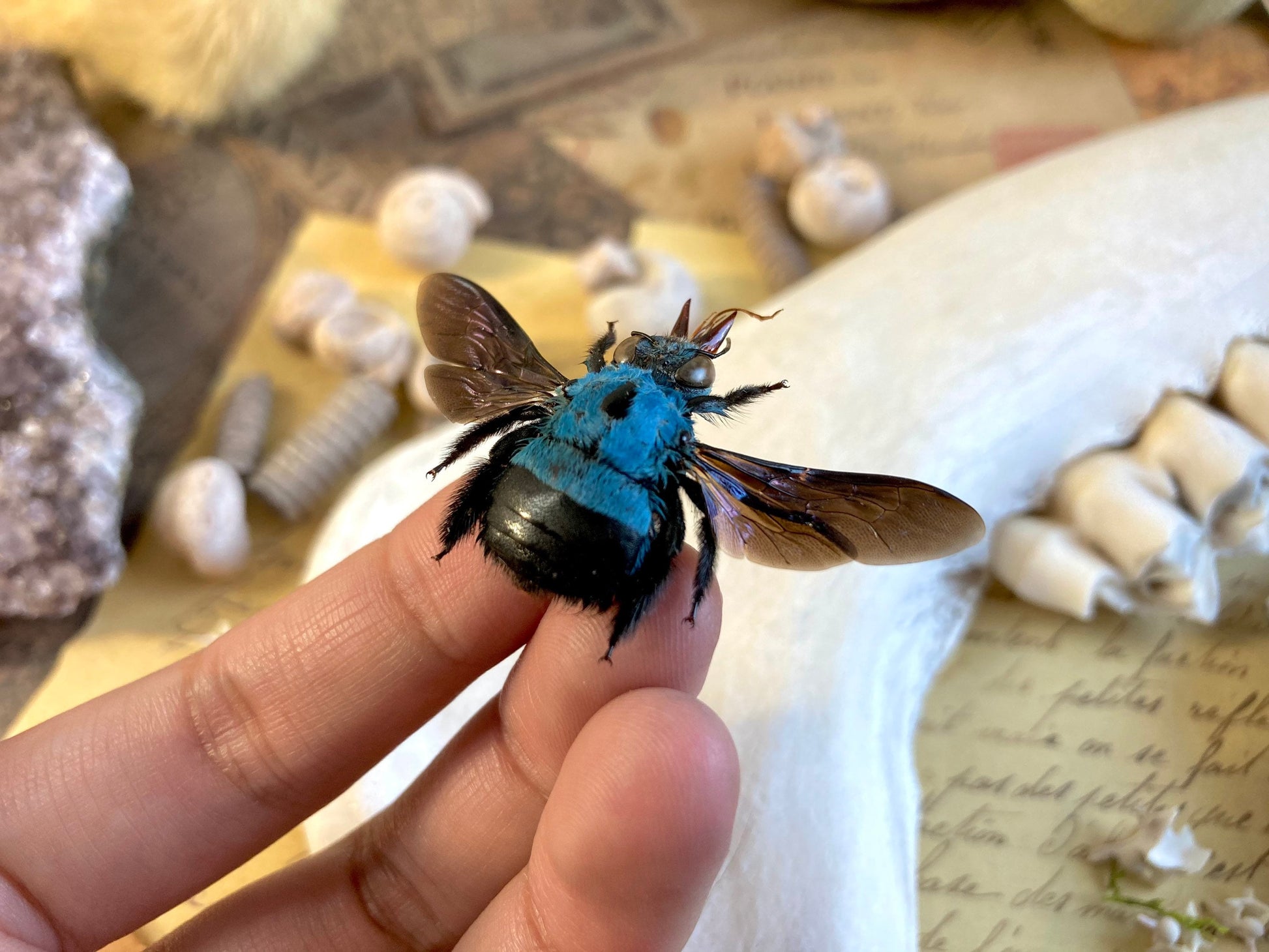 Xylocopa caerulea, Blue Carpenter Bee, Entomology, Insects, Arthopoda