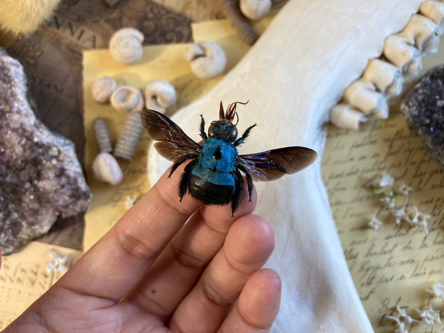 Xylocopa caerulea, Blue Carpenter Bee, Entomology, Insects, Arthopoda