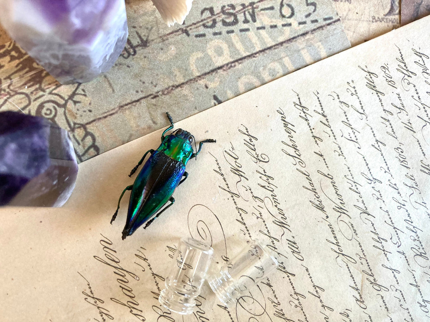Cyphogastra calepyga One Real blue violet buprestid beetle Indonesia