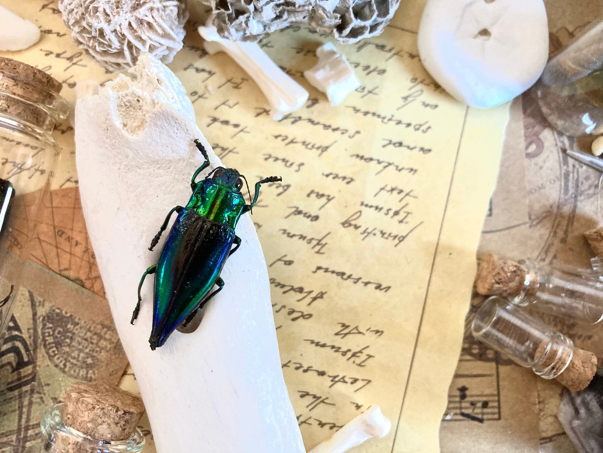 Cyphogastra calepyga One Real blue violet buprestid beetle Indonesia