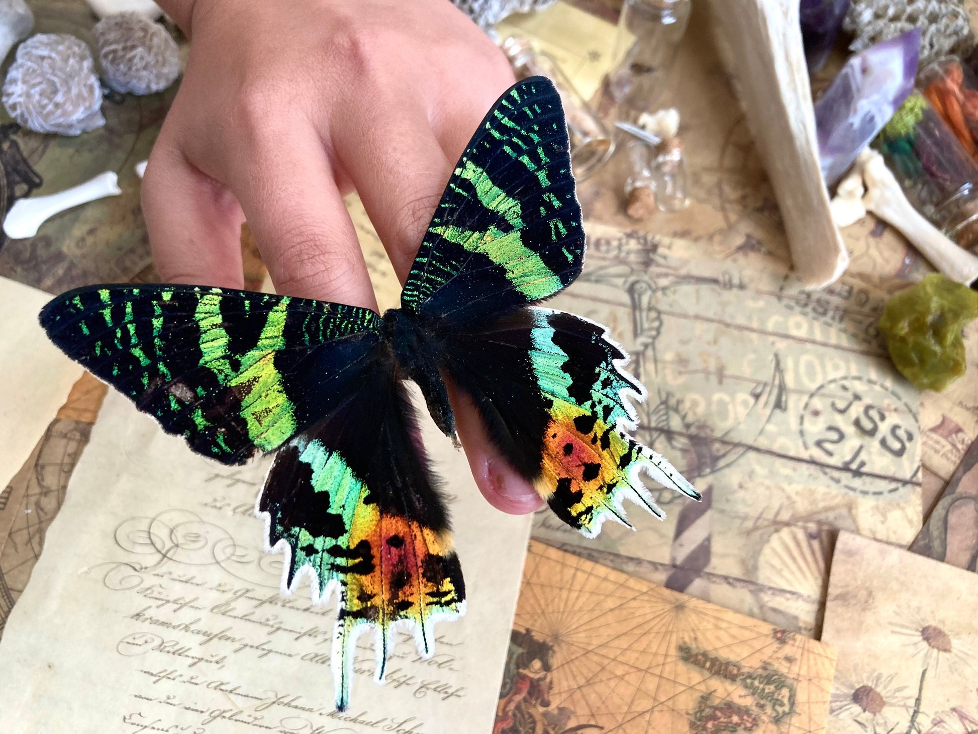 Urania ripheus One Real Madagascar Sunset Moth Butterfly