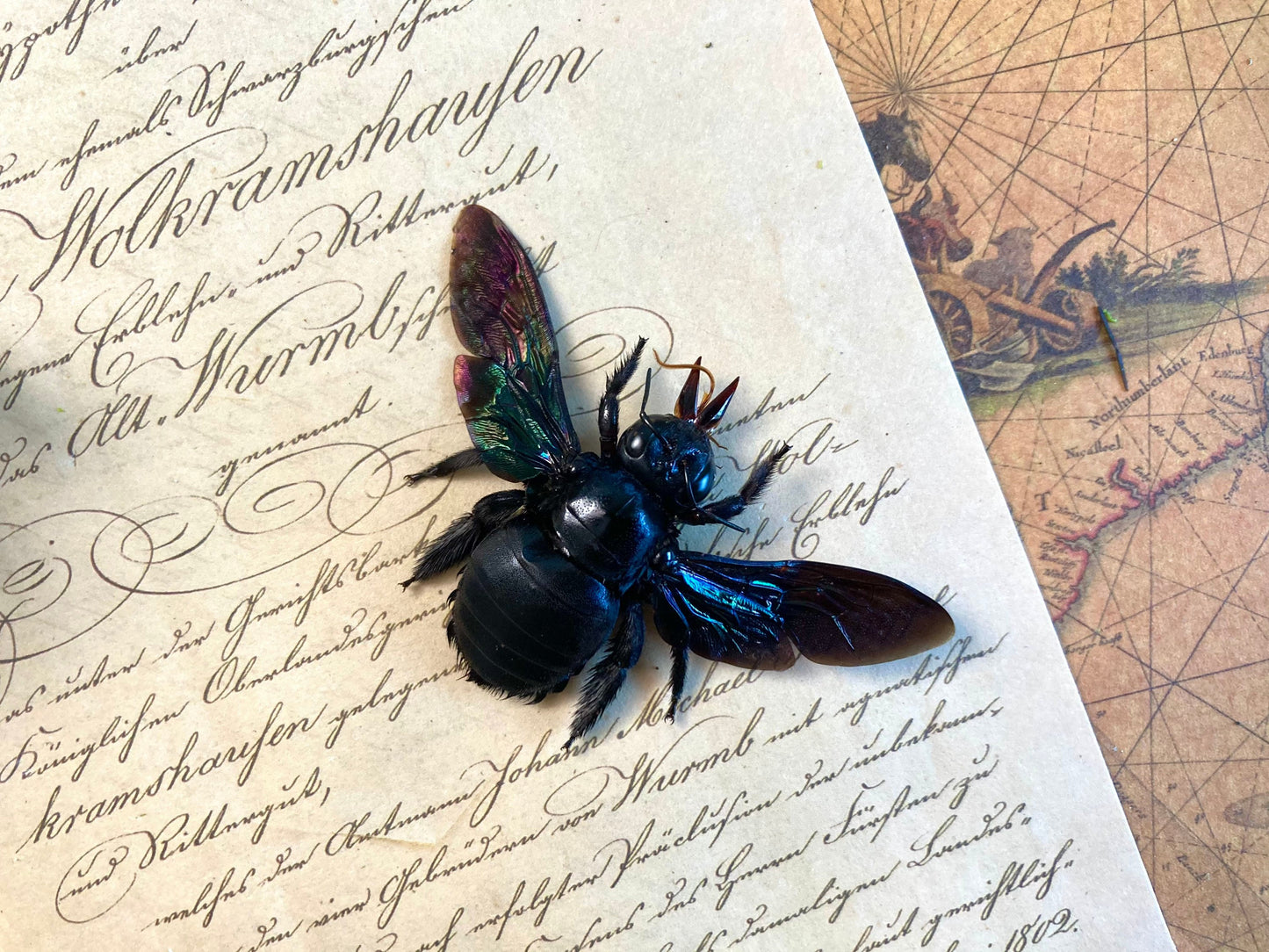 Tropical Carpenter Bee, Xylocopa latipes, Real Bee, Entomology, Specimen