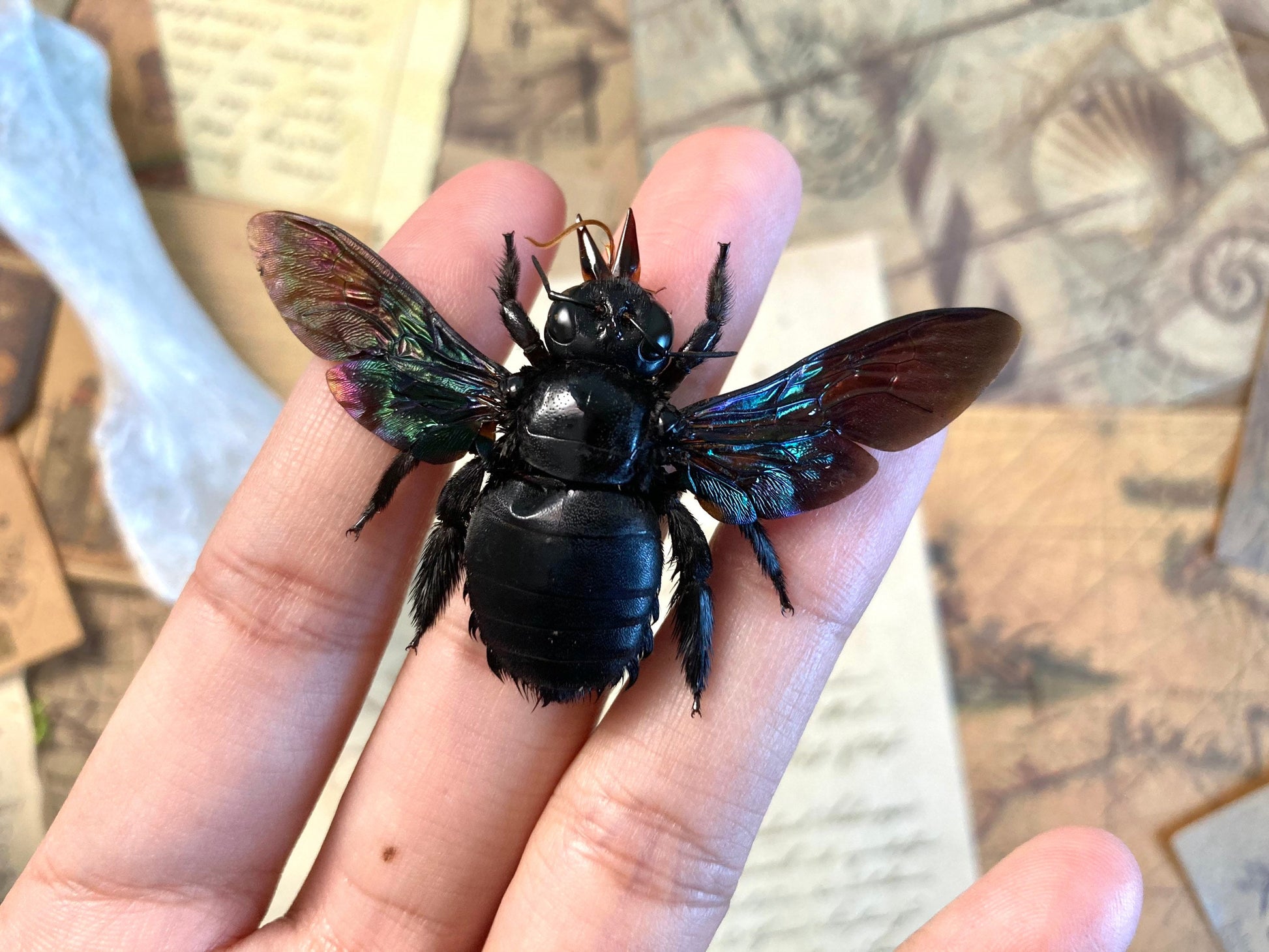 Tropical Carpenter Bee, Xylocopa latipes, Real Bee, Entomology, Specimen