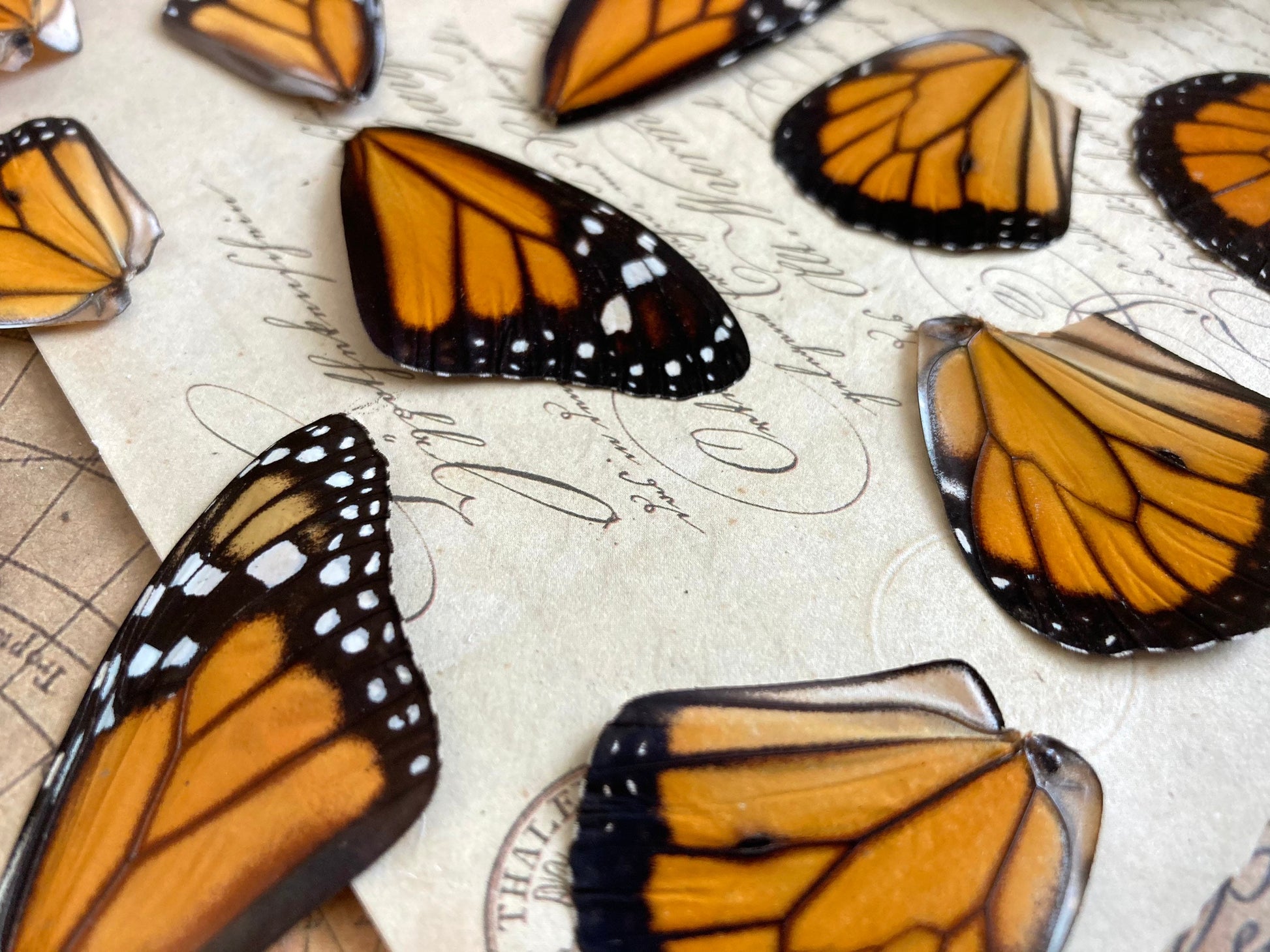 Lot of 12 and 20 Pack A1 Monarch Butterfly Wings, Pairs!