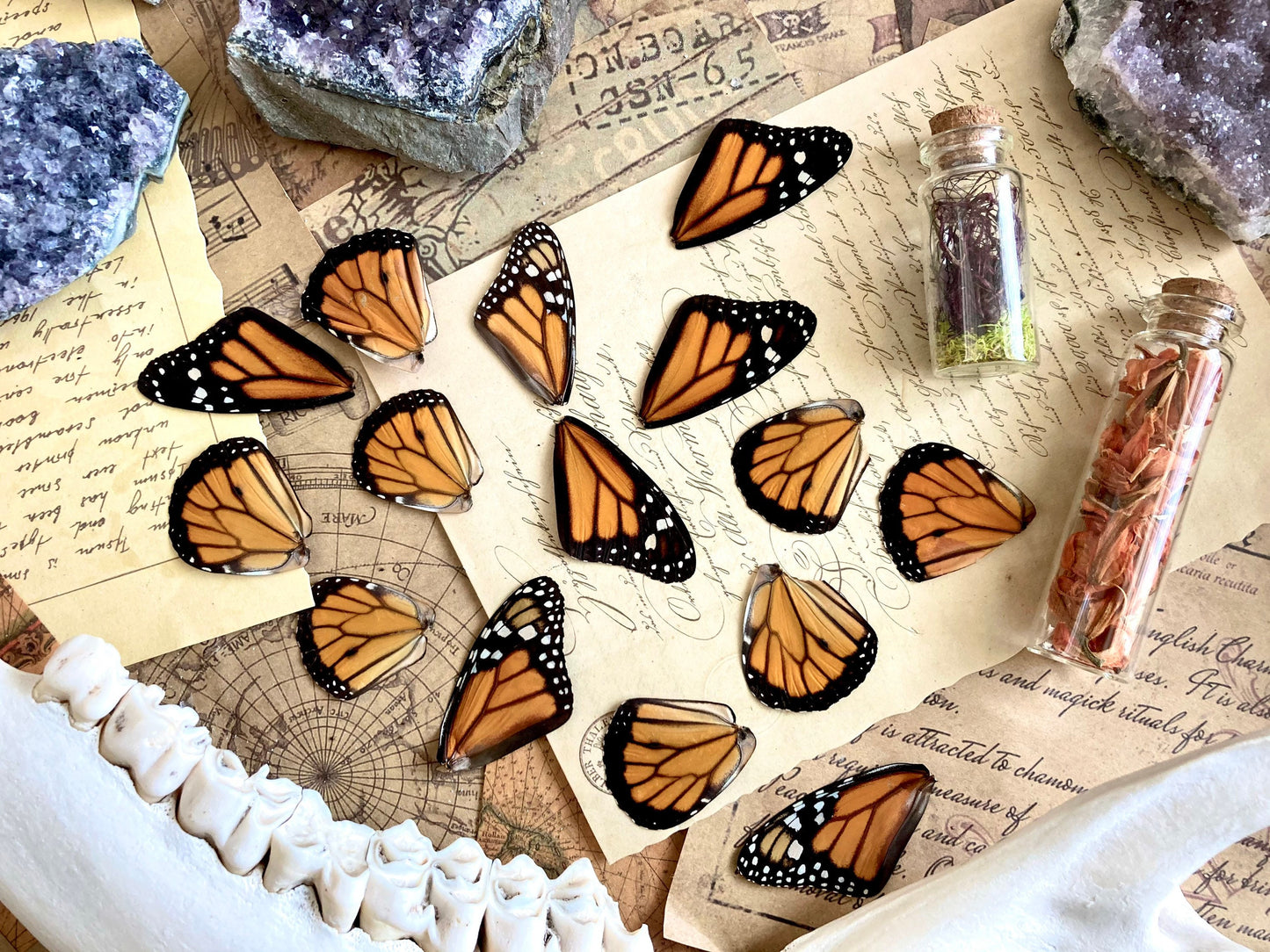 Lot of 12 and 20 Pack A1 Monarch Butterfly Wings, Pairs!