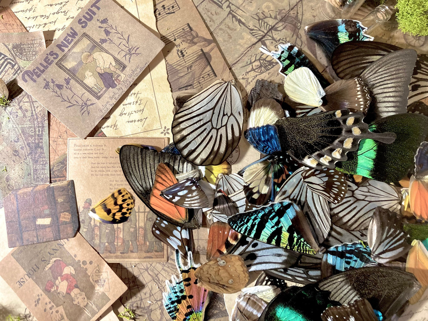 25, 50, 100 A Grade Real Butterfly Wings, Wings for Crafts, Laminated Butterfly Wings, Real Insect Wings