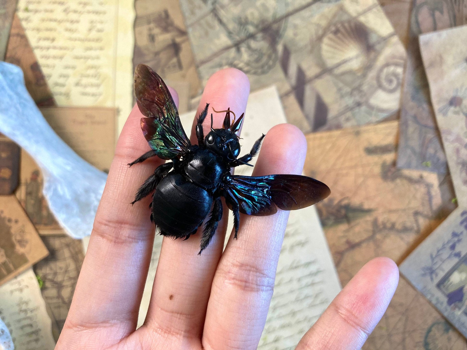 Tropical Carpenter Bee, Xylocopa latipes, Real Bee, Entomology, Specimen