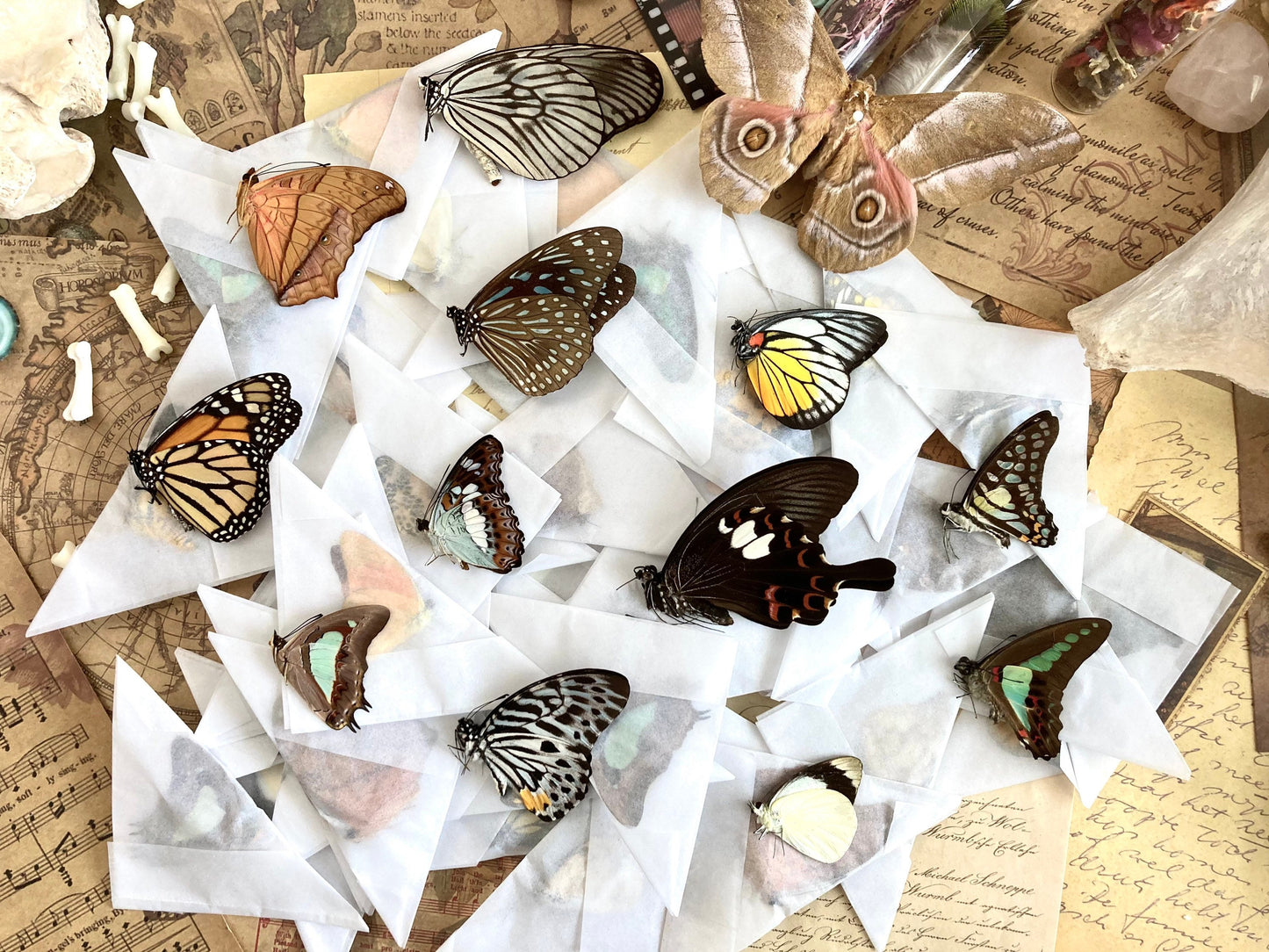 A Pack of 10, 25, 50, 100 Ethically Sourced Butterflies from Malaysia and Peru, Unmounted Butterflies Lepidoptera Farmed Specimens WHOLESALE