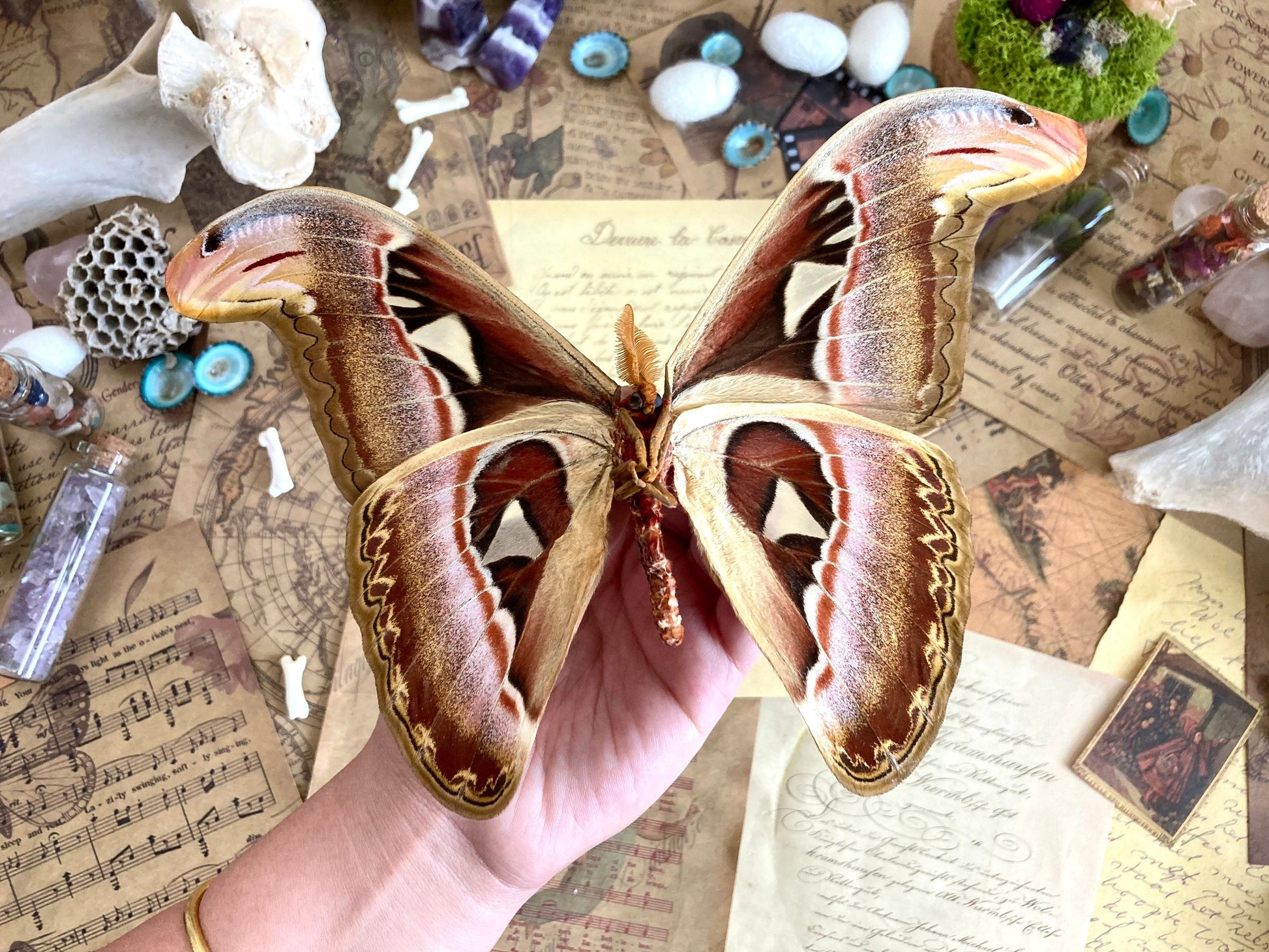 Attacus Atlas Moth Papered Specimen Real Snake Head Moth Entomology Taxidermy Science Unmounted Specimen
