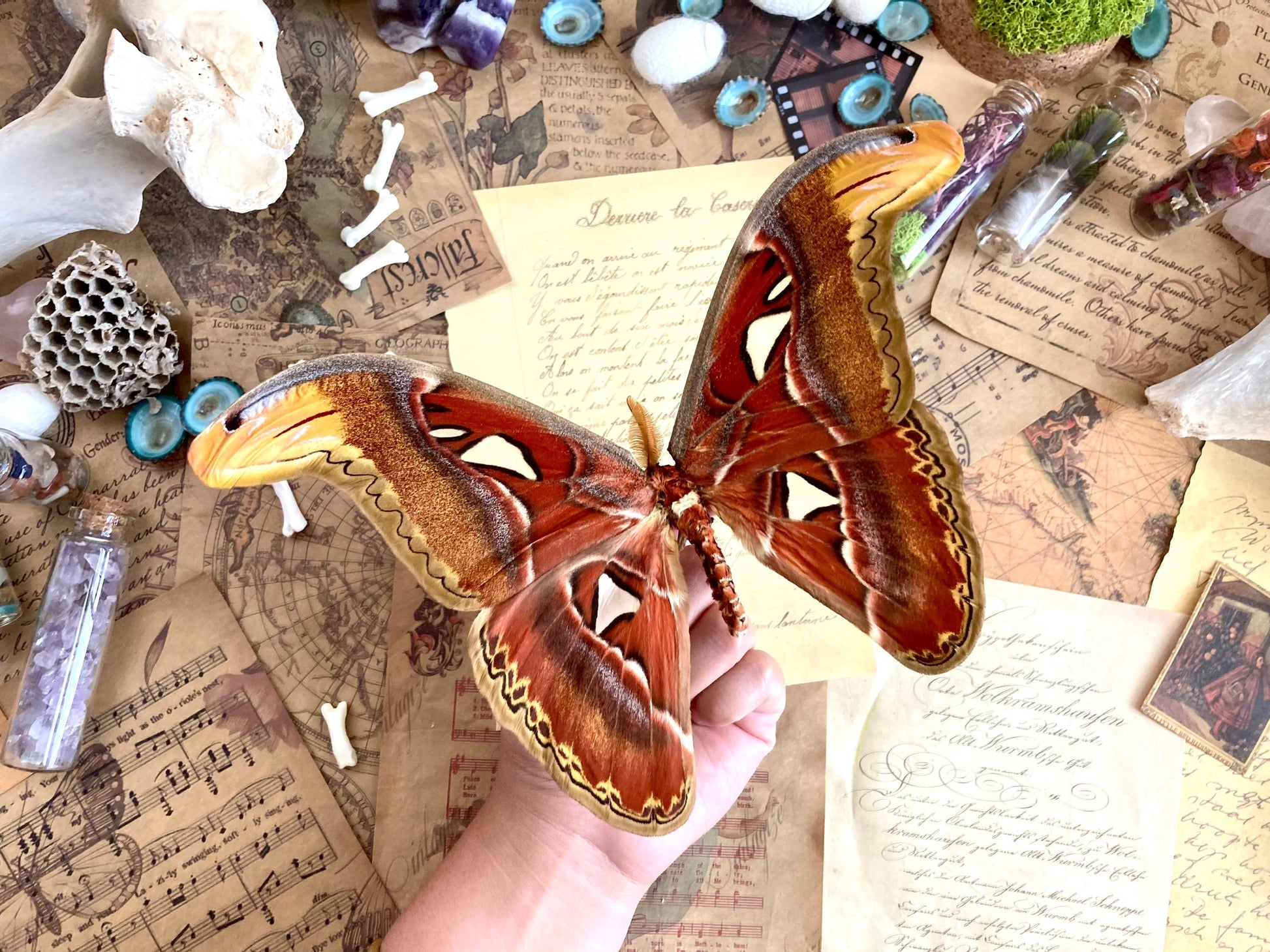 Attacus Atlas Moth Papered Specimen Real Snake Head Moth Entomology Taxidermy Science Unmounted Specimen