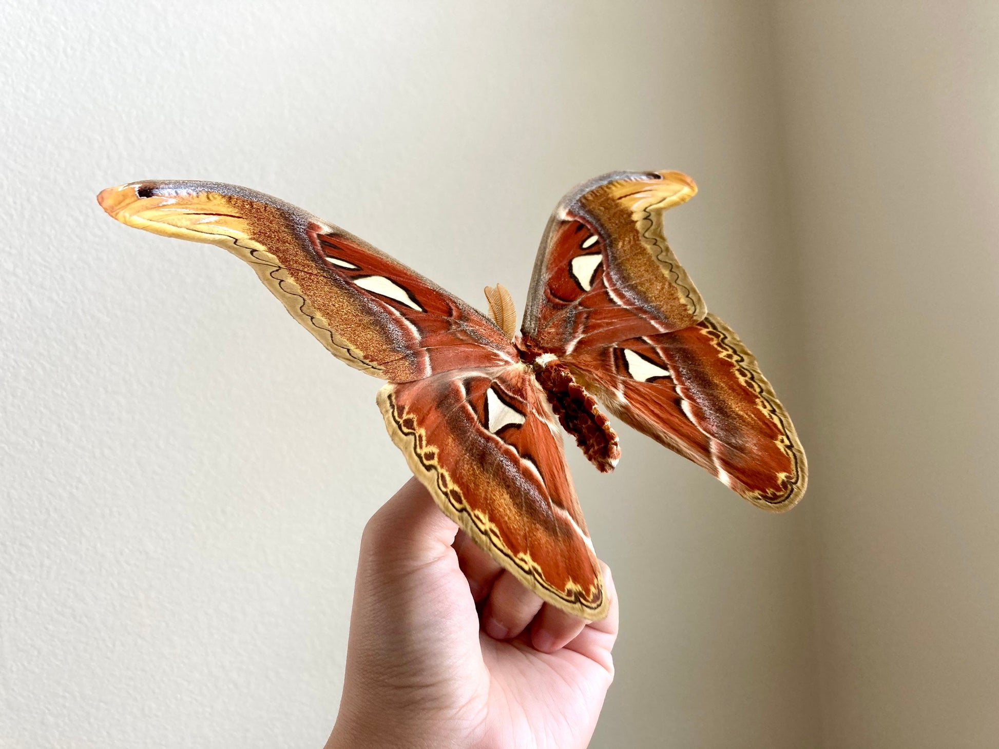 Attacus Atlas Moth Papered Specimen Real Snake Head Moth Entomology Taxidermy Science Unmounted Specimen