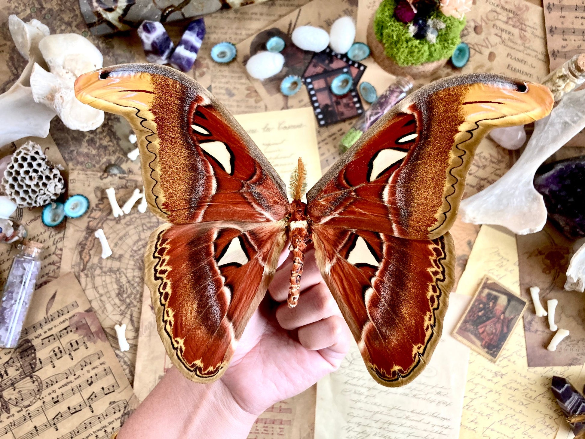 Attacus Atlas Moth Papered Specimen Real Snake Head Moth Entomology Taxidermy Science Unmounted Specimen