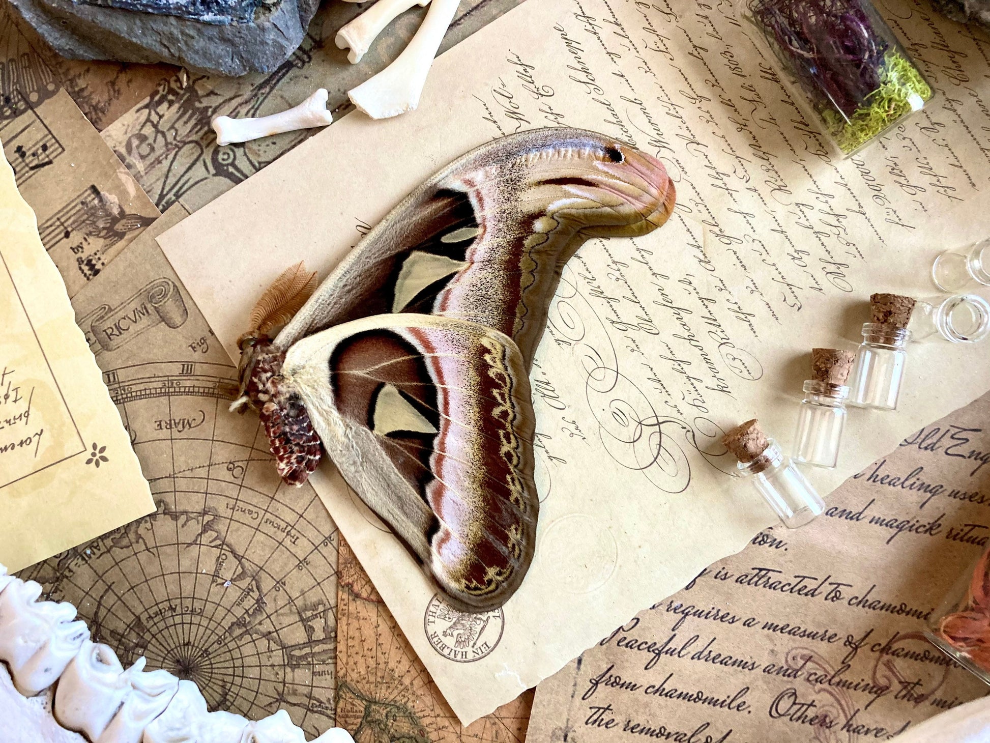 Attacus Atlas Moth Papered Specimen Real Snake Head Moth Entomology Taxidermy Science Unmounted Specimen
