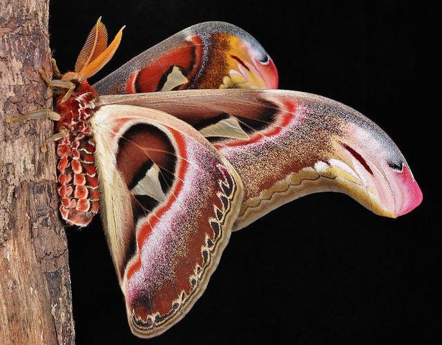 Attacus Atlas Moth Papered Specimen Real Snake Head Moth Entomology Taxidermy Science Unmounted Specimen