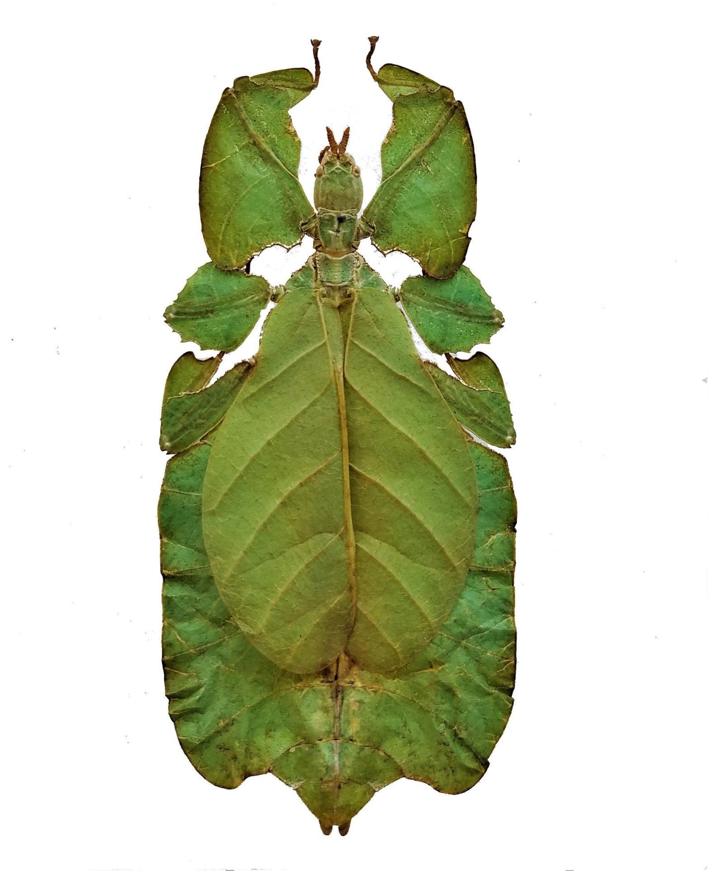 Phyllium pulchrifolium (FEMALE) Real walking leaf stick bug green indonesian leaf mimic insect