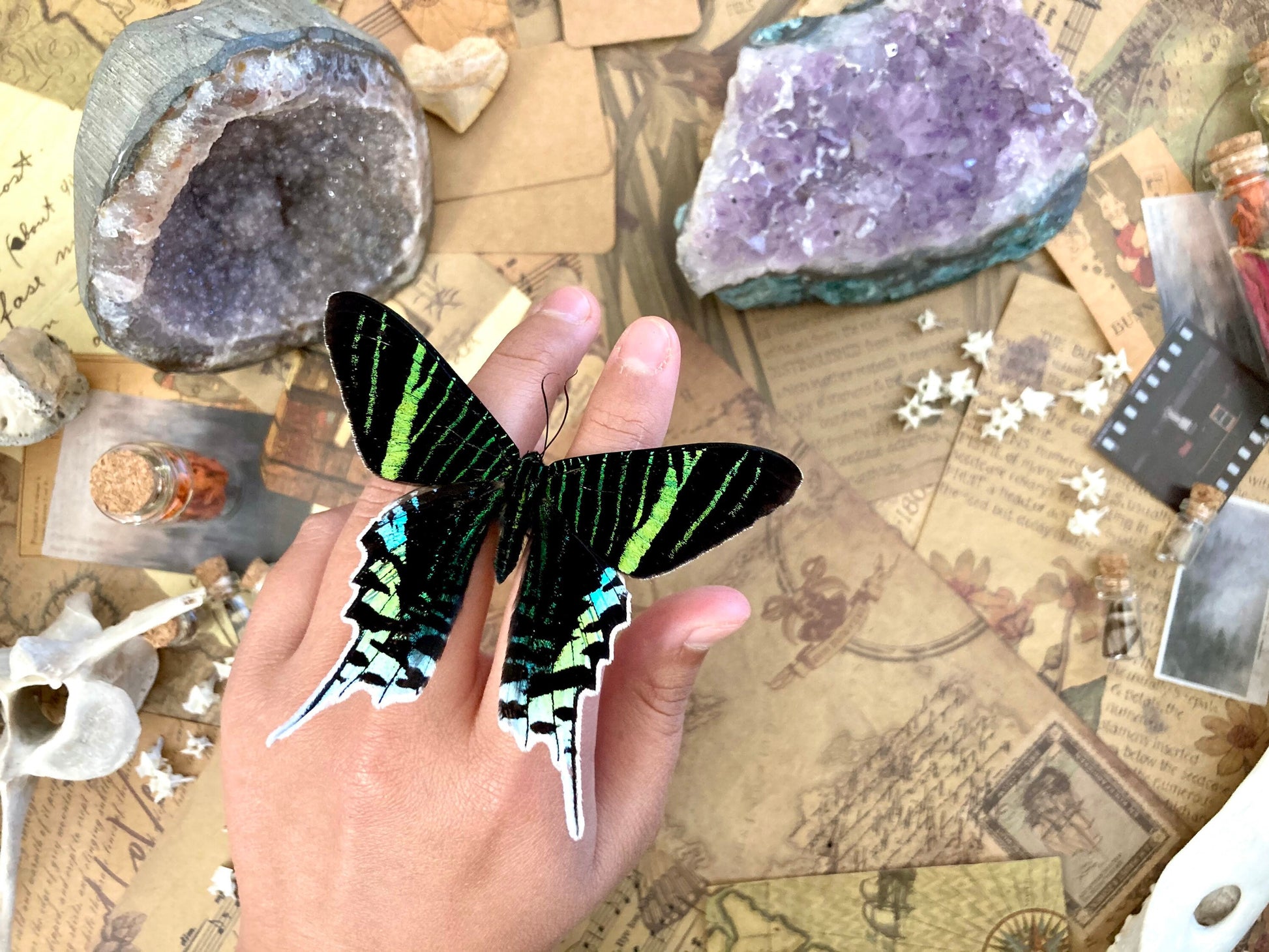The Green-banded Urania Moth | Urania leilus | Dry-preserved specimens