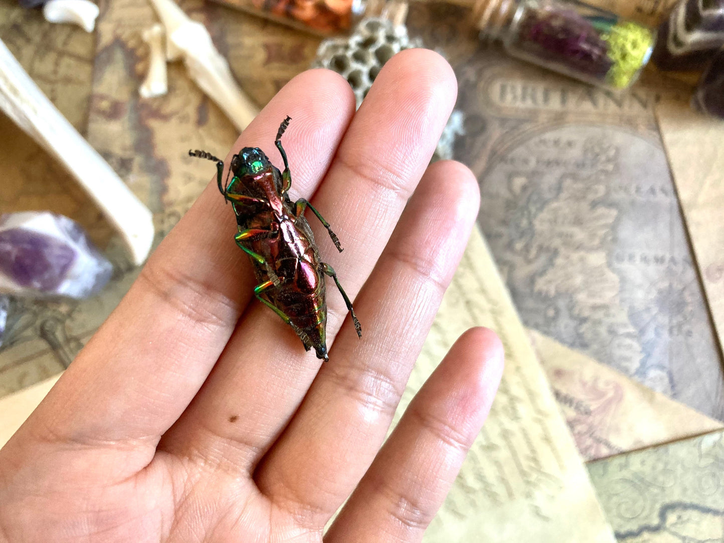 Cyphogastra calepyga One Real blue violet buprestid beetle Indonesia