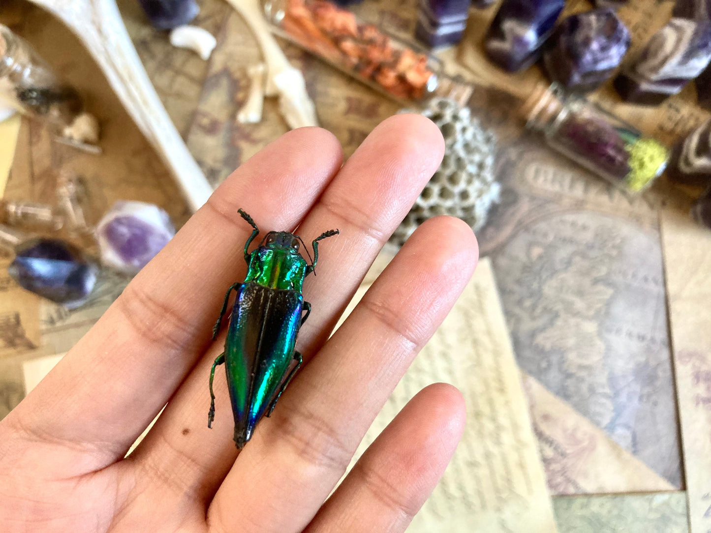 Cyphogastra calepyga One Real blue violet buprestid beetle Indonesia