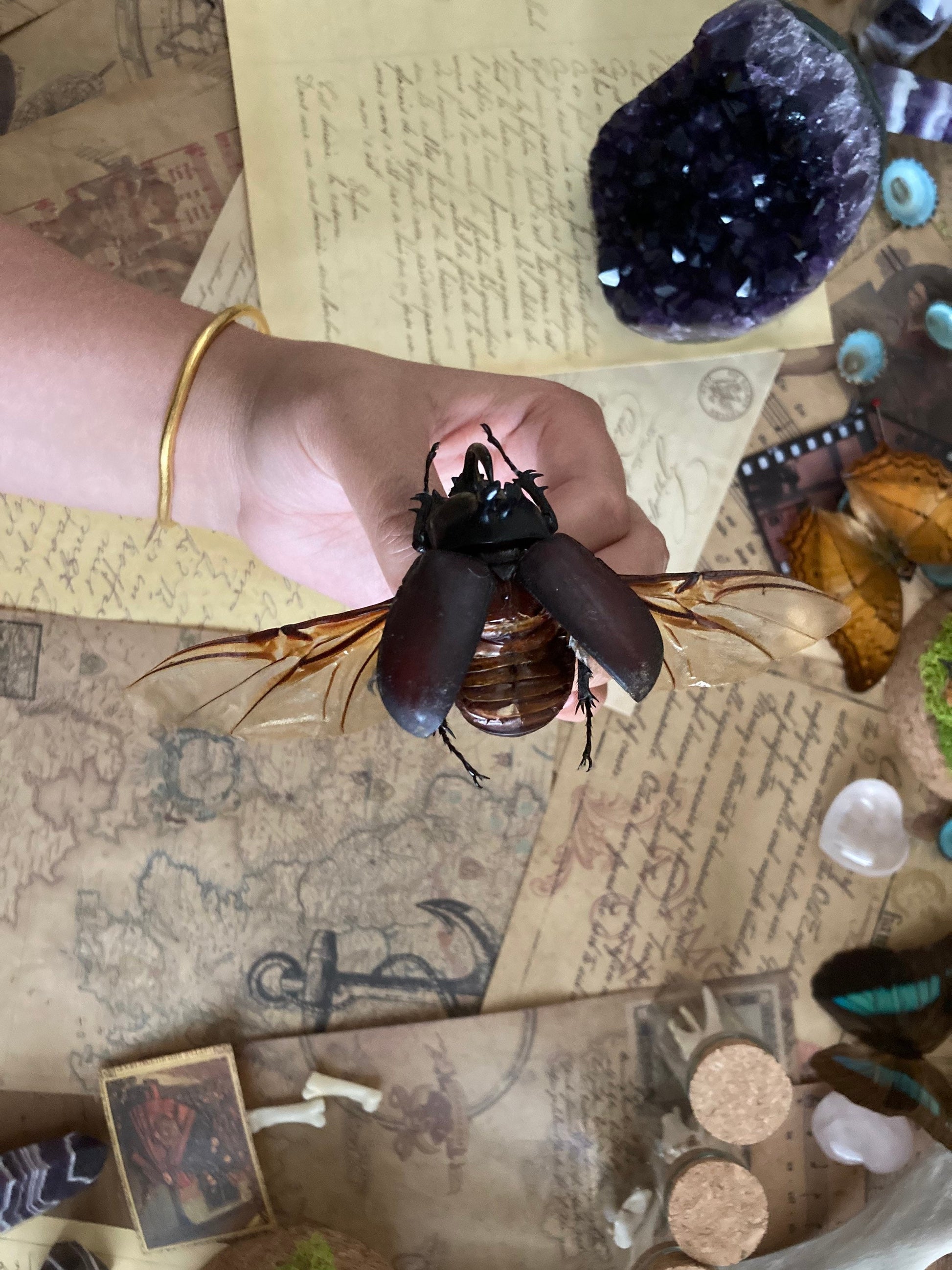 LARGE Spread Eupatorus birmanicus ONE Real bunny rabbit ears Rhinoceros Beetle Unmounted Packaged Thailand