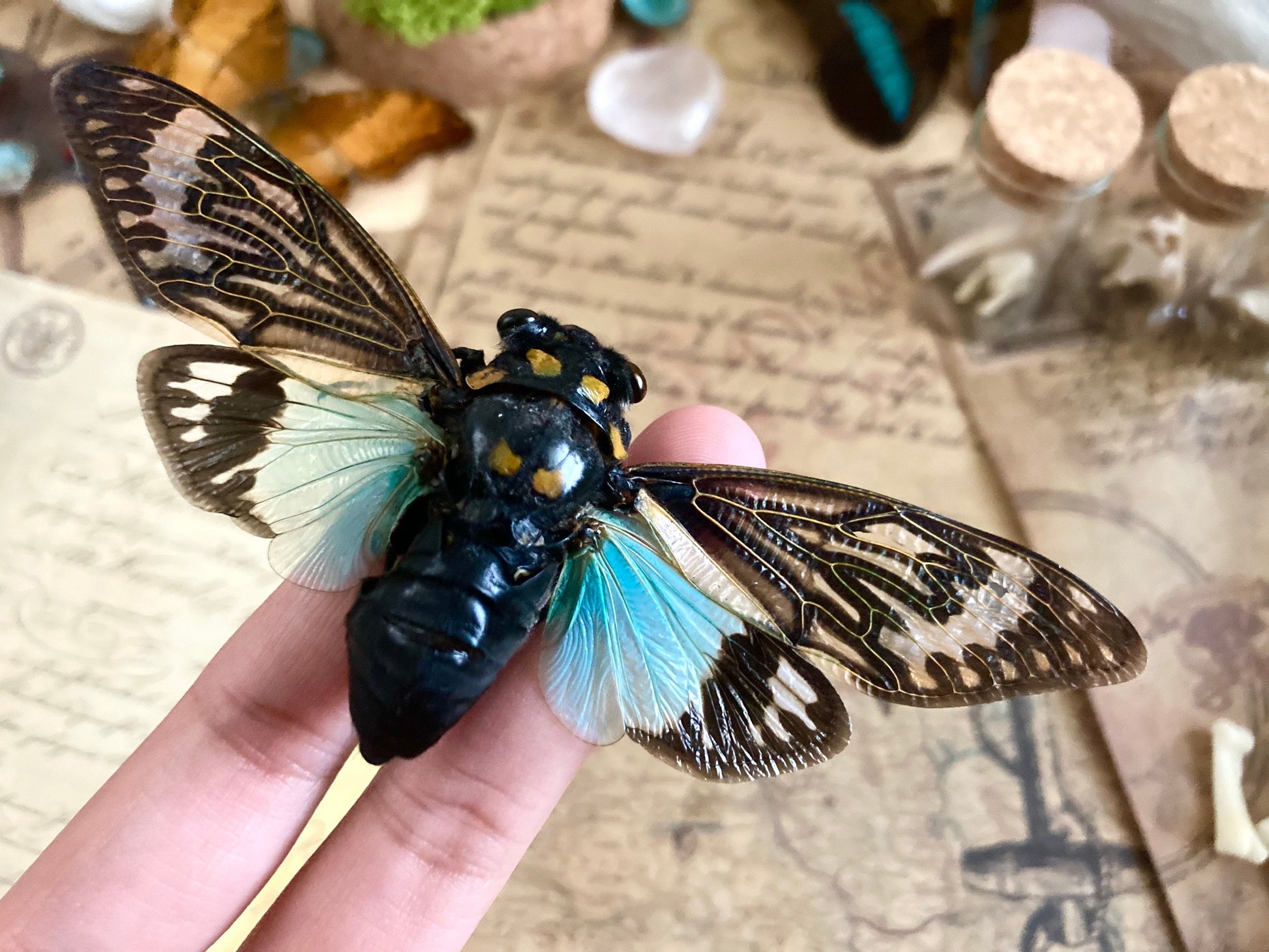 Tosena splendida Spread, Blue cicada , Real Cicada, Entomology, Real Insects, Insect Specimen, Spread and Ready to Mount