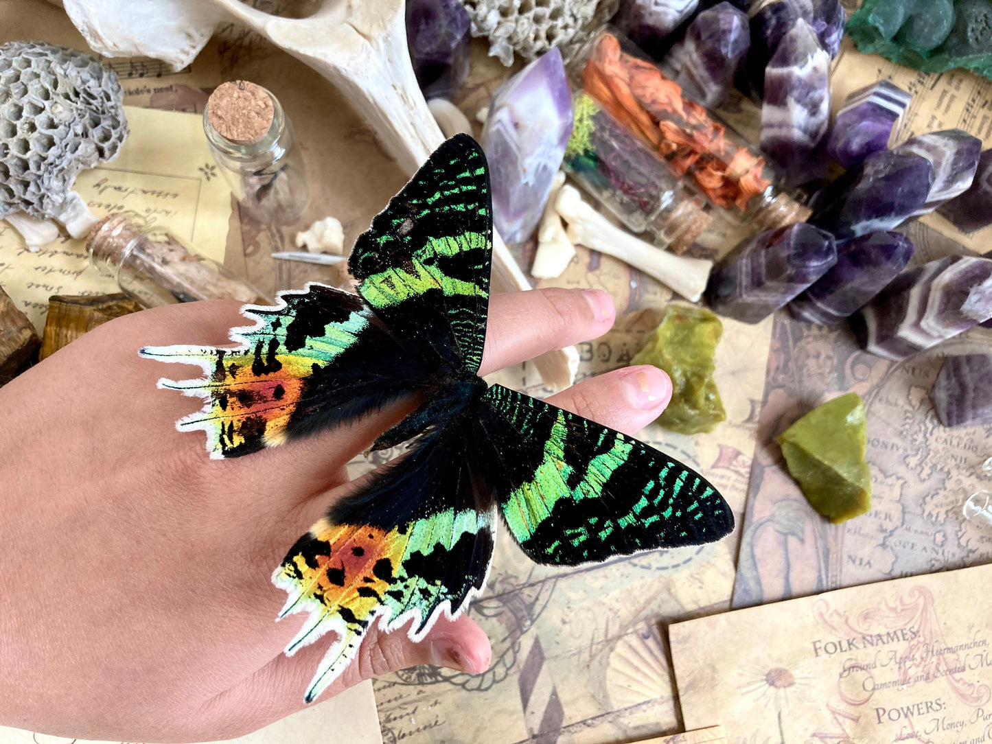Urania ripheus One Real Madagascar Sunset Moth Butterfly